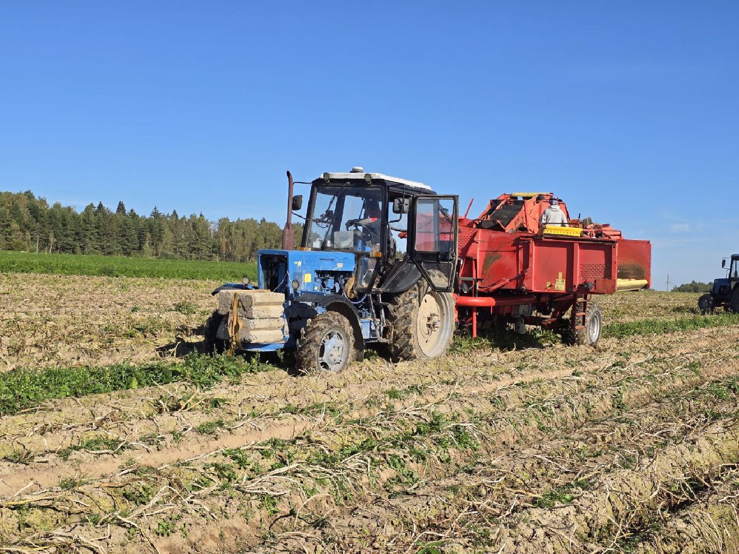 можайск, можайский муниципальный округ, подмосковье, сельское хозяйство, сбор урожая, овощи, уборка картофеля, фермерское хозяйство,