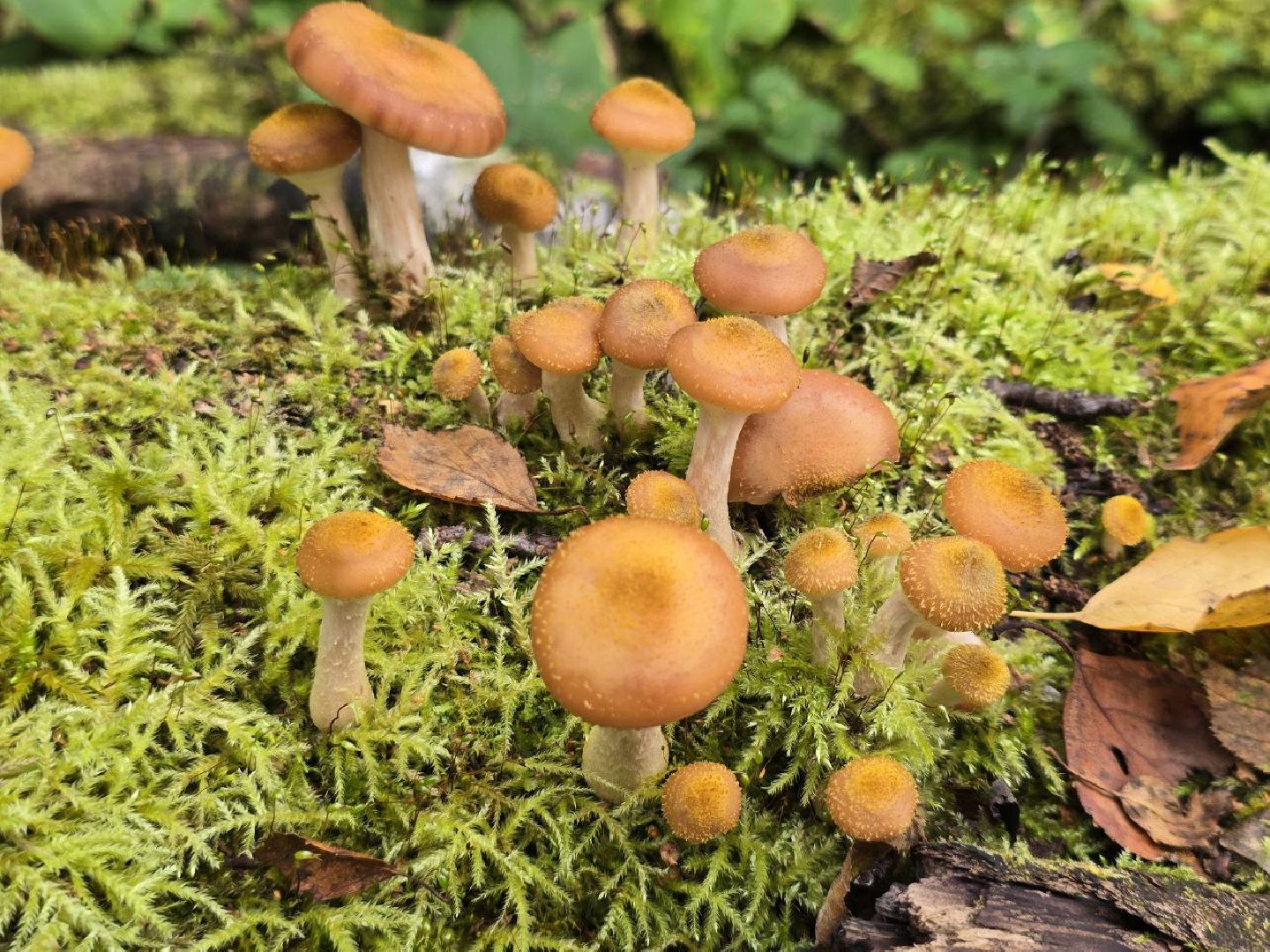 можайск, можайский муниципальный округ, подмосковье, сезон грибов, тихая охота, грибы, общество,