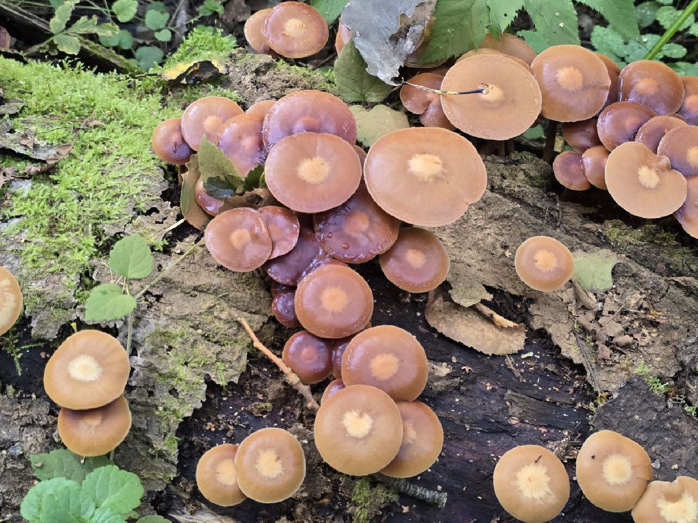 можайск, можайский муниципальный округ, подмосковье, сезон грибов, тихая охота, грибы, общество,