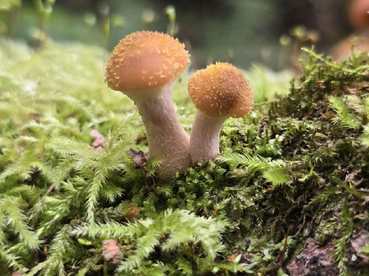 можайск, можайский муниципальный округ, подмосковье, сезон грибов, тихая охота, грибы, общество,