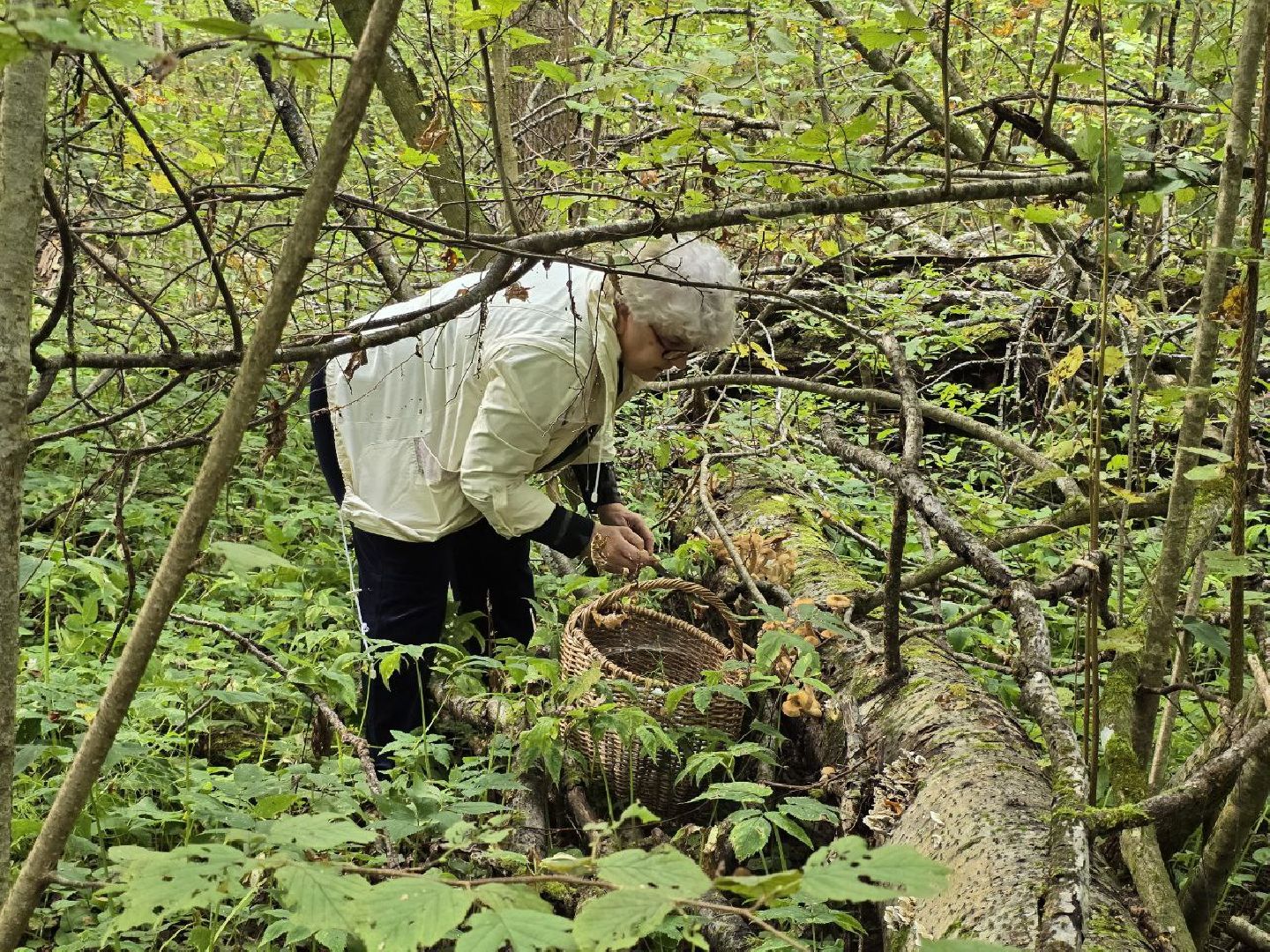 можайск, можайский муниципальный округ, подмосковье, сезон грибов, тихая охота, грибы, общество,