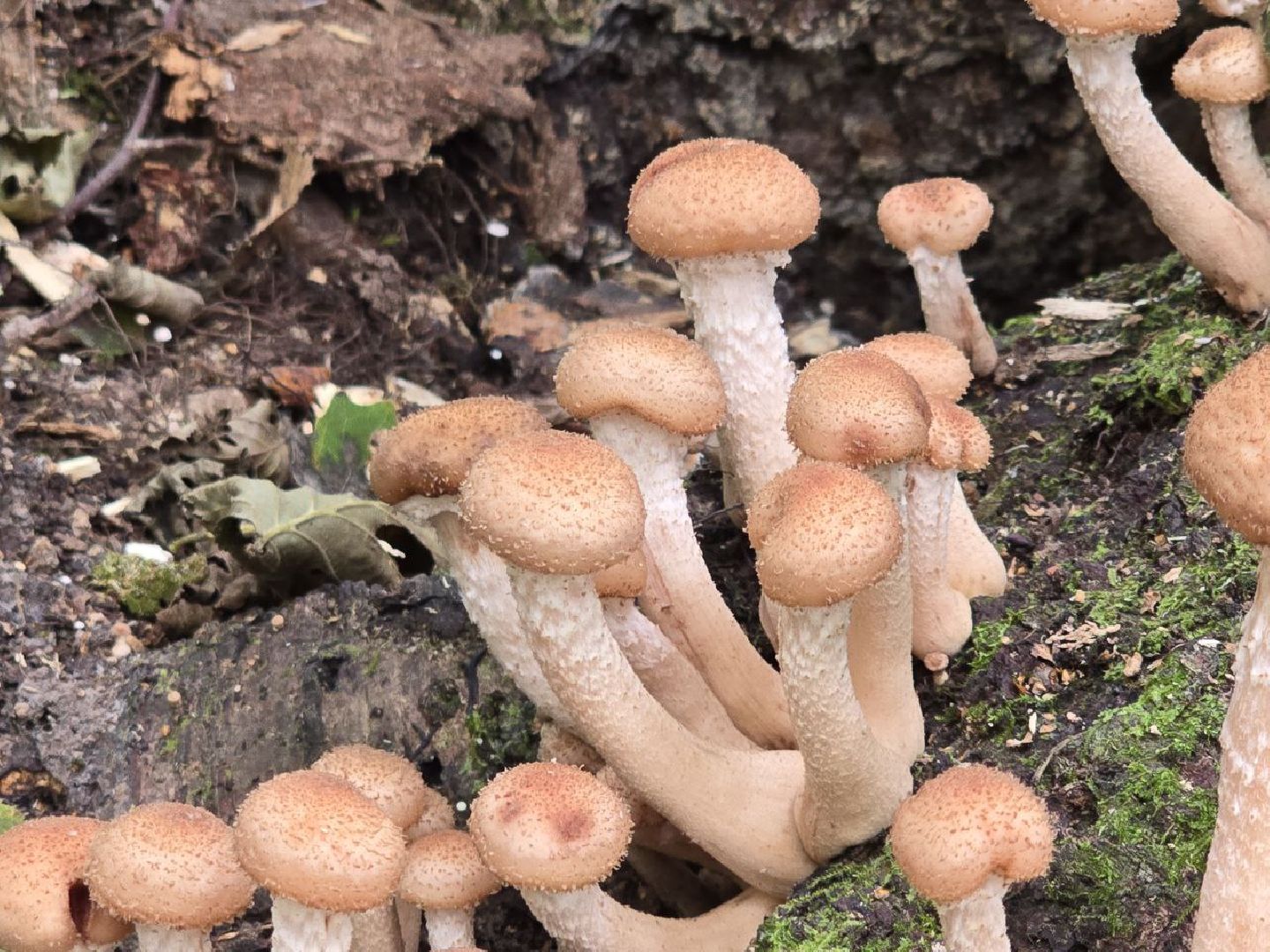 можайск, можайский муниципальный округ, подмосковье, сезон грибов, тихая охота, грибы, общество,