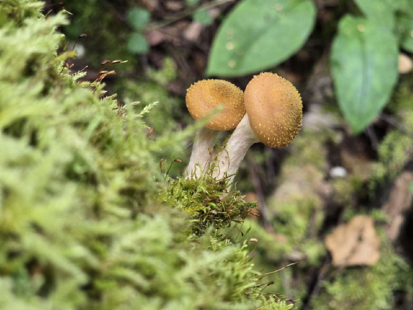 можайск, можайский муниципальный округ, подмосковье, сезон грибов, тихая охота, грибы, общество,