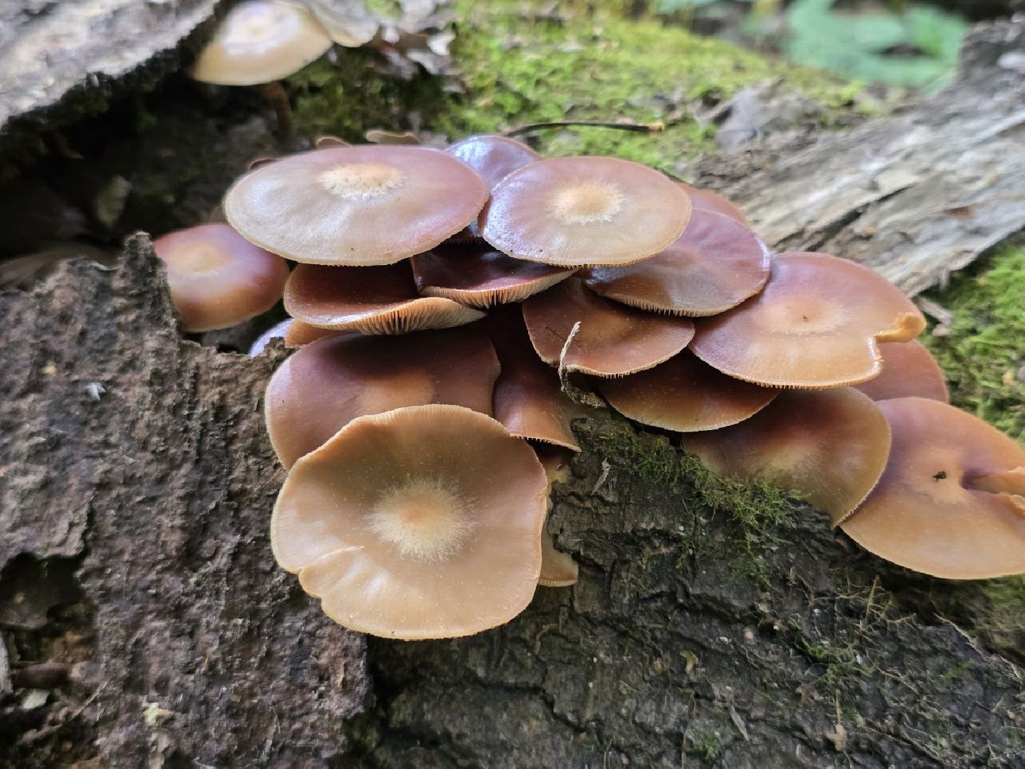 можайск, можайский муниципальный округ, подмосковье, сезон грибов, тихая охота, грибы, общество,