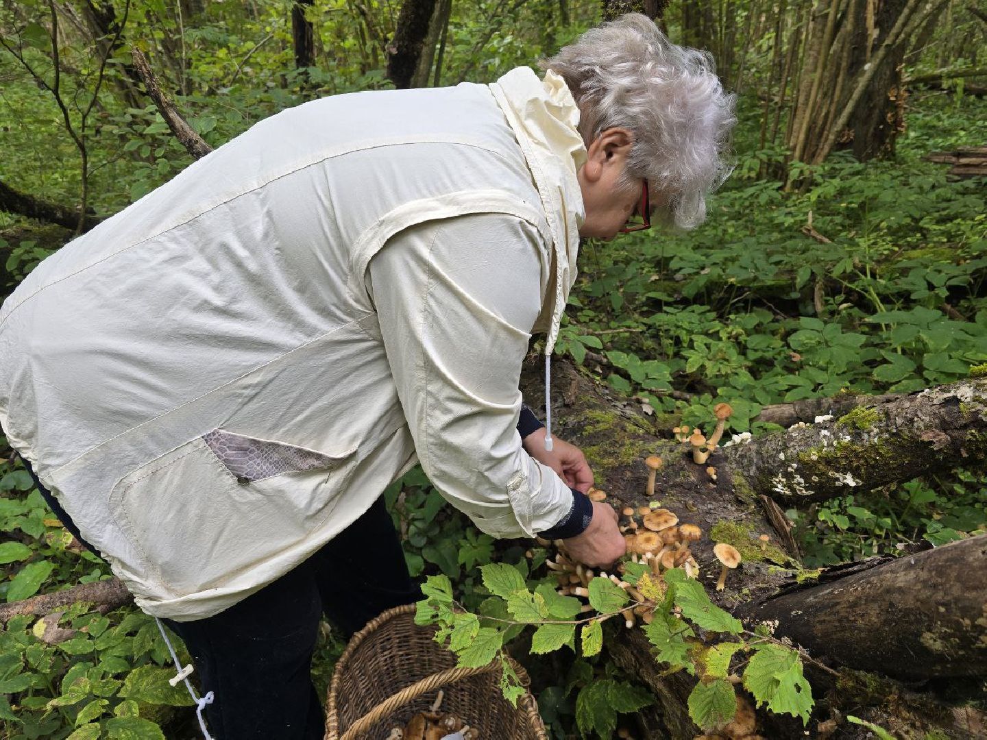 можайск, можайский муниципальный округ, подмосковье, сезон грибов, тихая охота, грибы, общество,