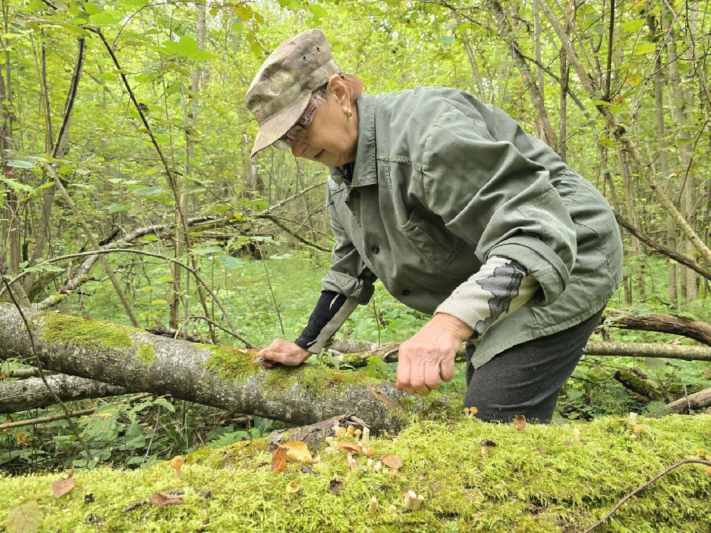 можайск, можайский муниципальный округ, подмосковье, сезон грибов, тихая охота, грибы, общество,