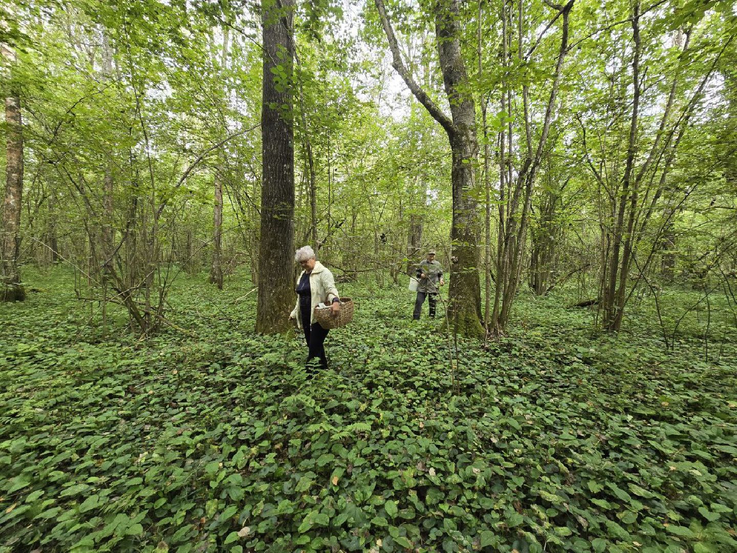 можайск, можайский муниципальный округ, подмосковье, сезон грибов, тихая охота, грибы, общество,