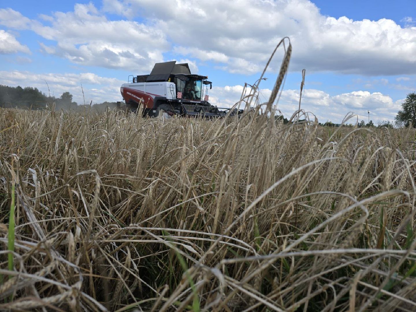 можайск, можайский муниципальный округ, подмосковье, сельское хозяйство, колхоз уваровский, уборочная кампания, сбор урожая, аграрии ,