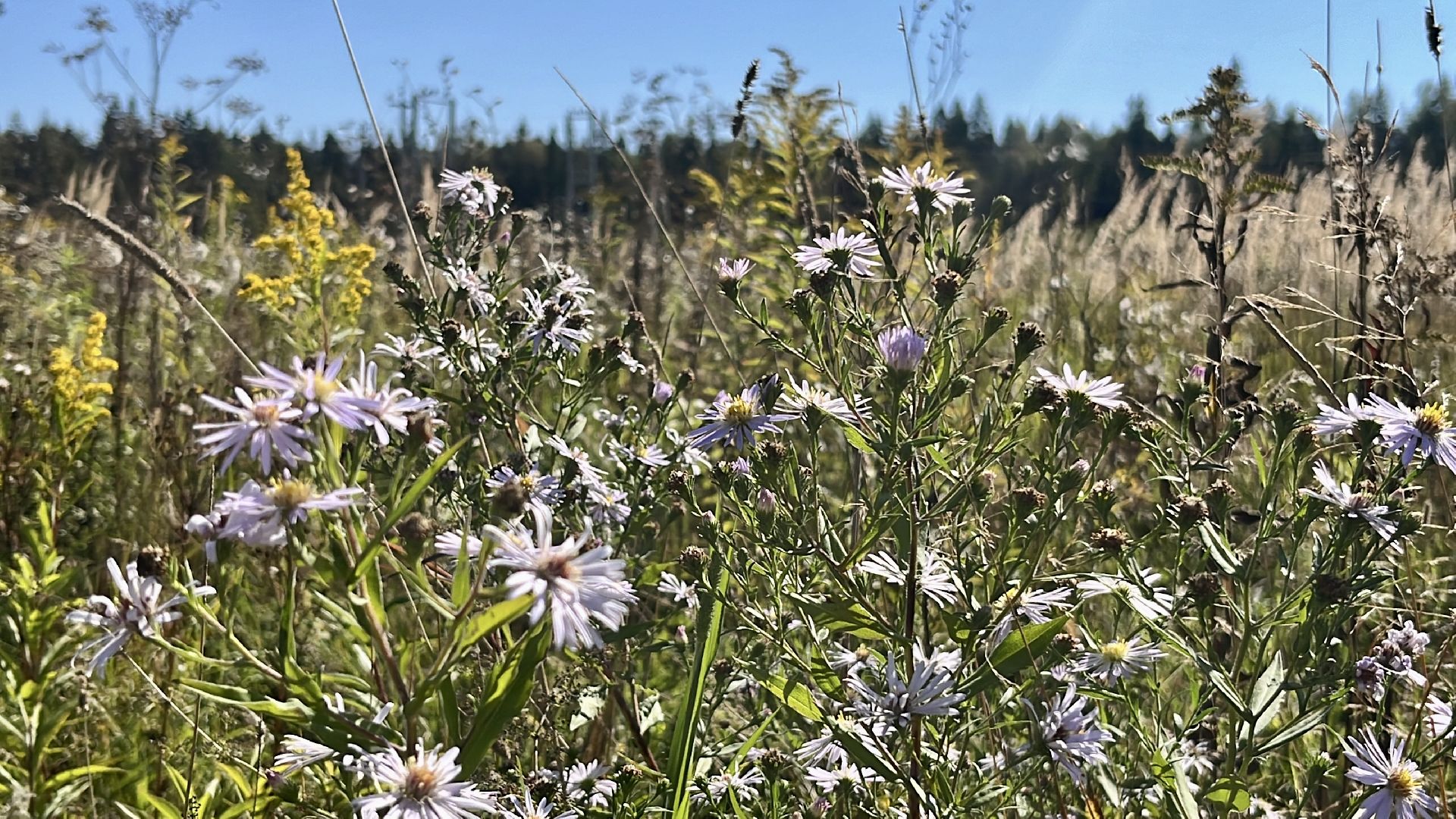 наро-фоминский городской округ, агроподворье, фермерский комплекс, агротуризм в наро-фоминске, козья ферма,