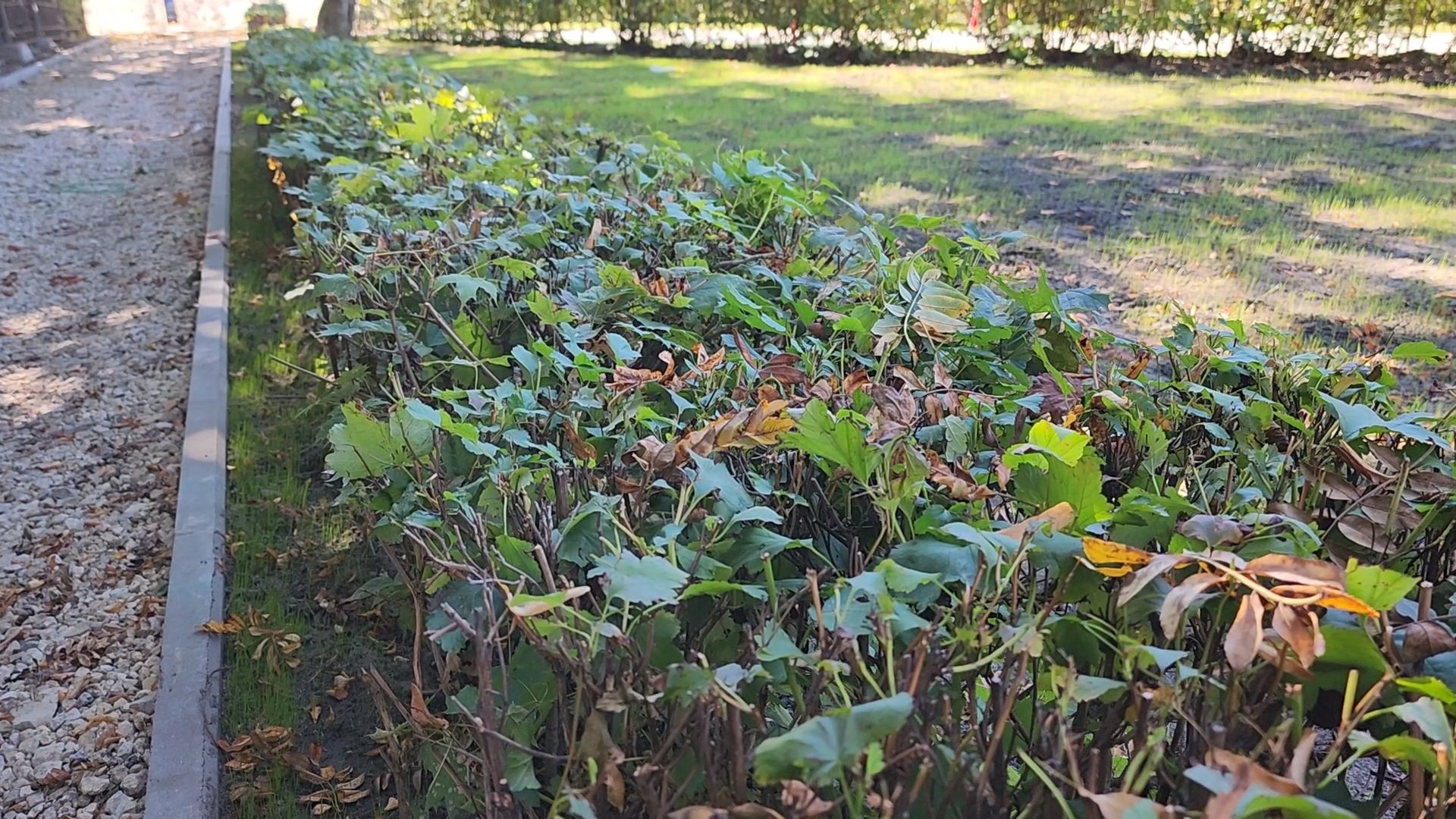 королёв, благоустройство, сквер имени чмырева в королеве,