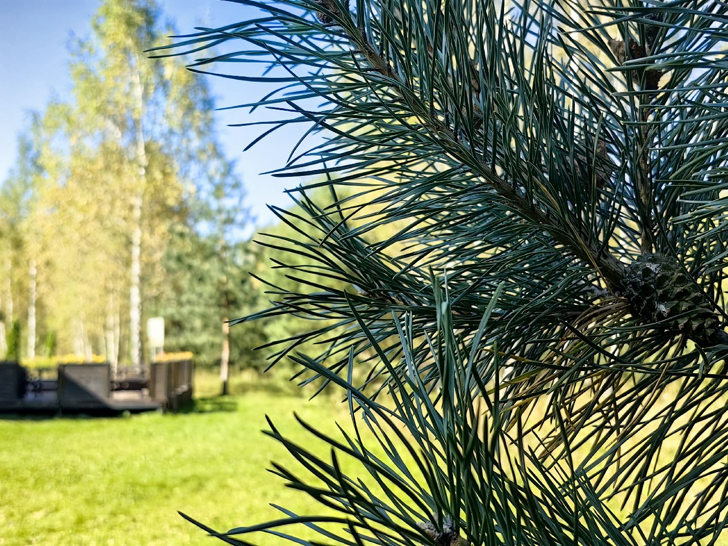 тропа, песок, Дендрарий, лосиный остров, национальный парк,