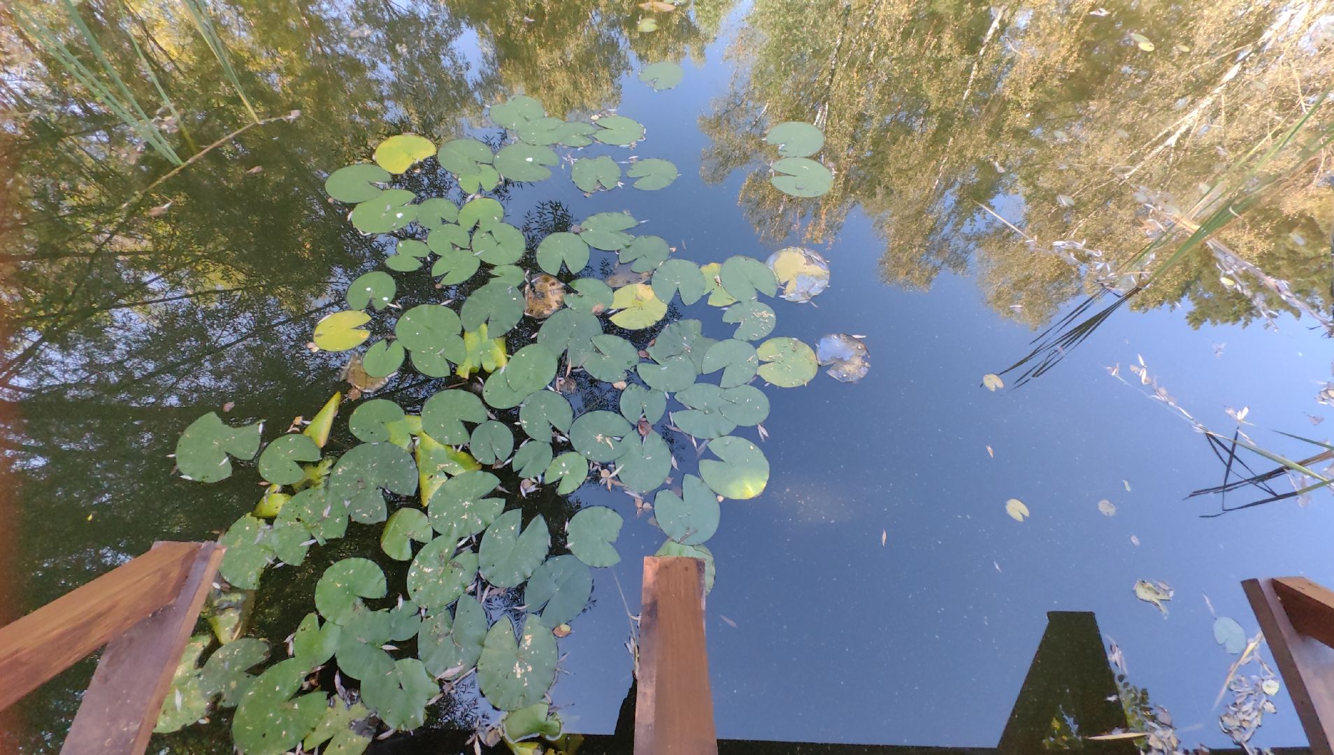 тропа, песок, Дендрарий, лосиный остров, национальный парк,