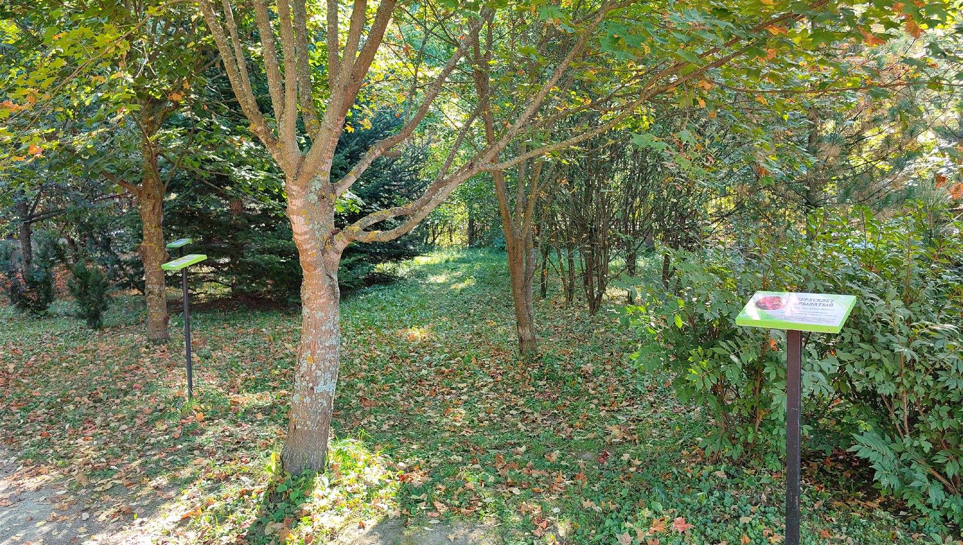 тропа, песок, Дендрарий, лосиный остров, национальный парк,