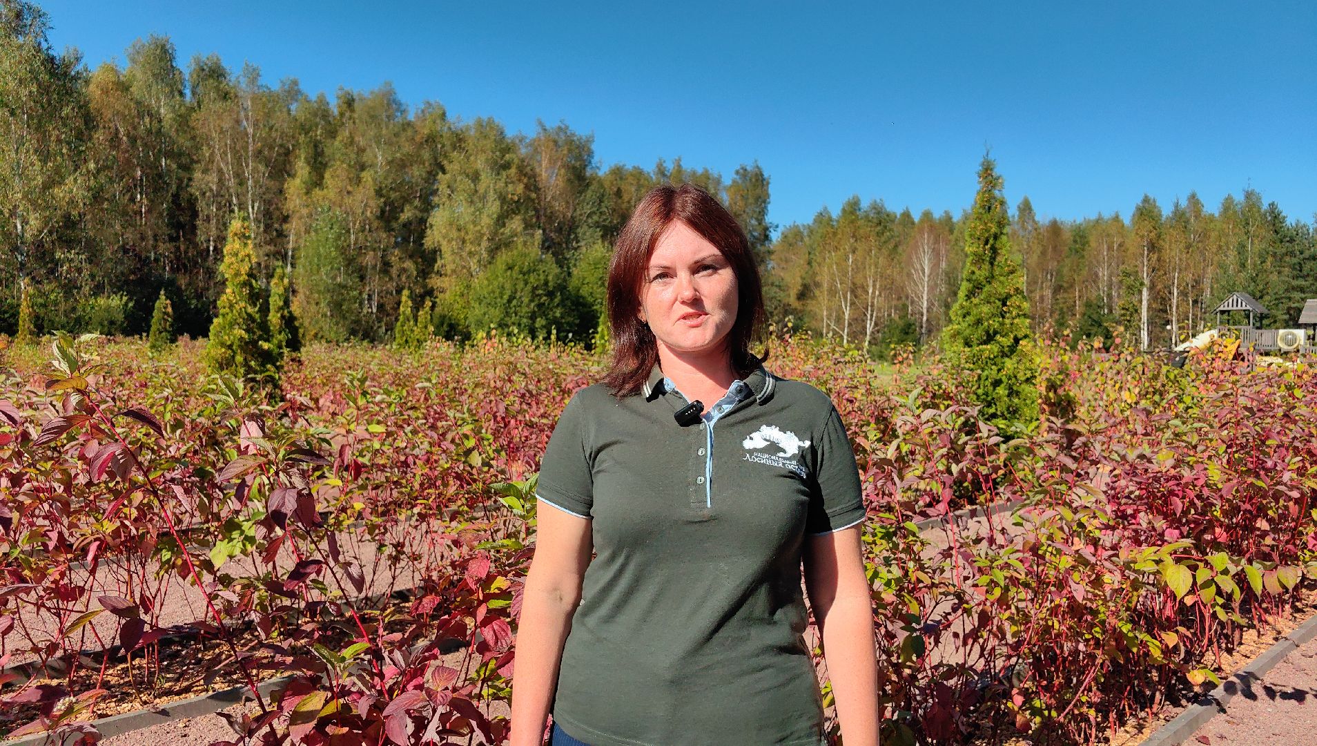 тропа, песок, Дендрарий, лосиный остров, национальный парк,