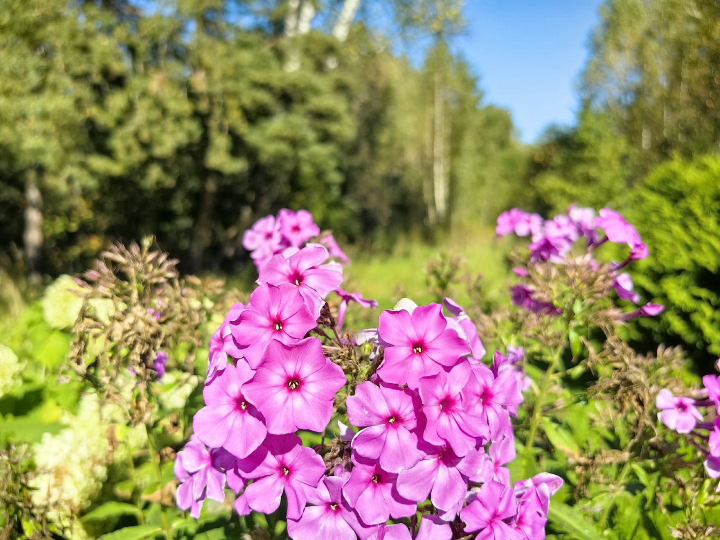 тропа, песок, Дендрарий, лосиный остров, национальный парк,