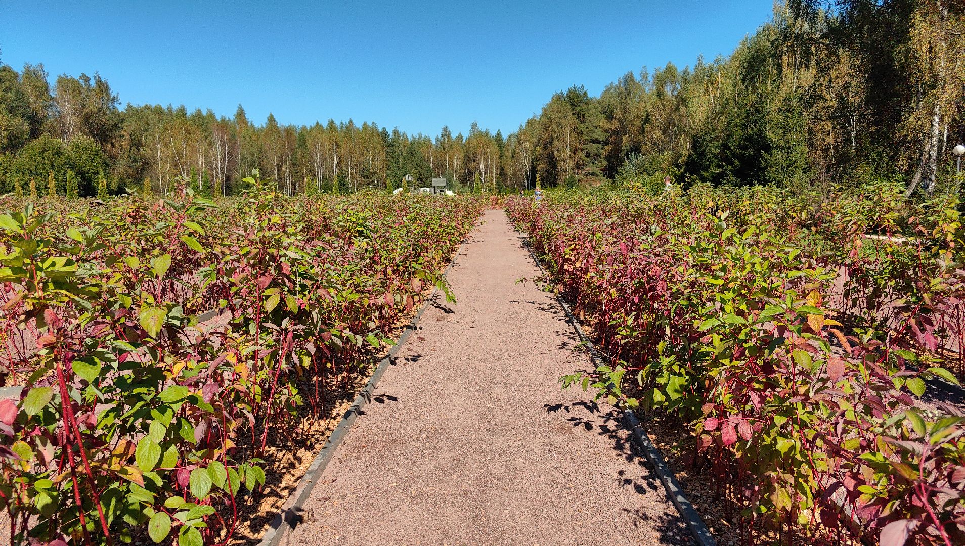 тропа, песок, Дендрарий, лосиный остров, национальный парк,