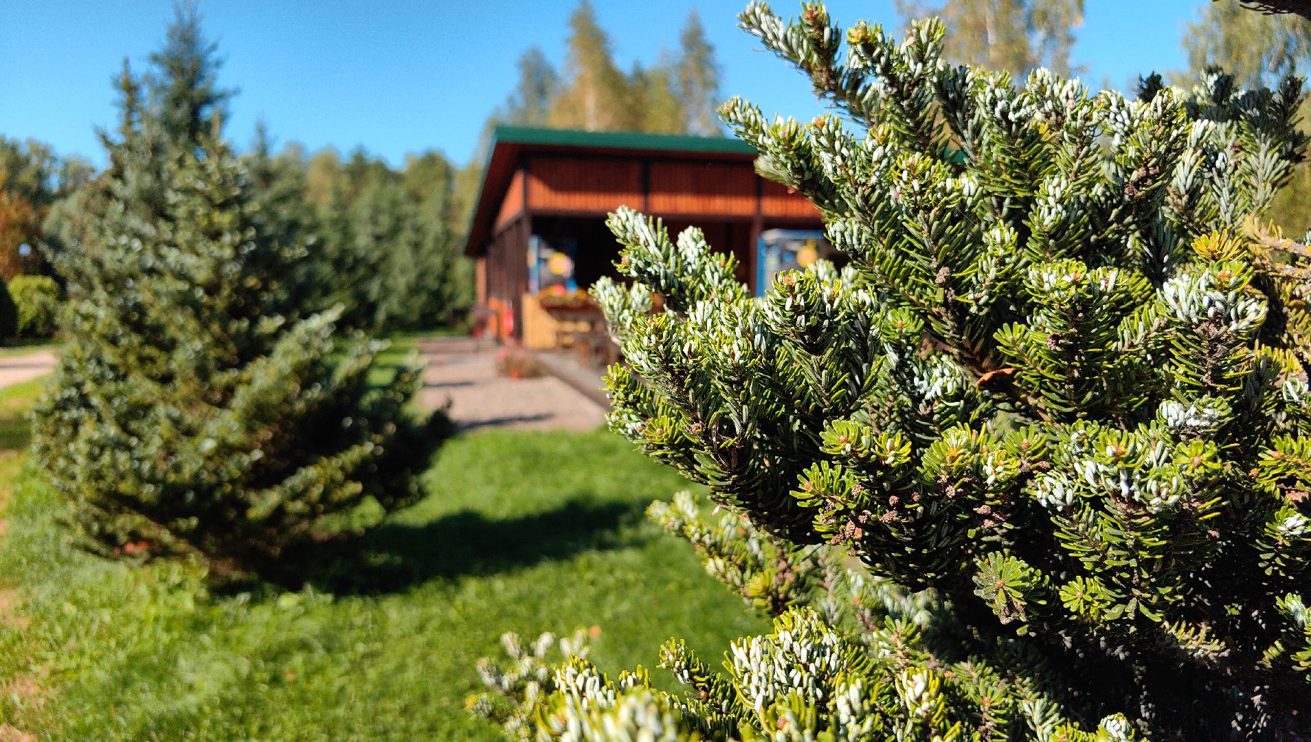 тропа, песок, Дендрарий, лосиный остров, национальный парк,