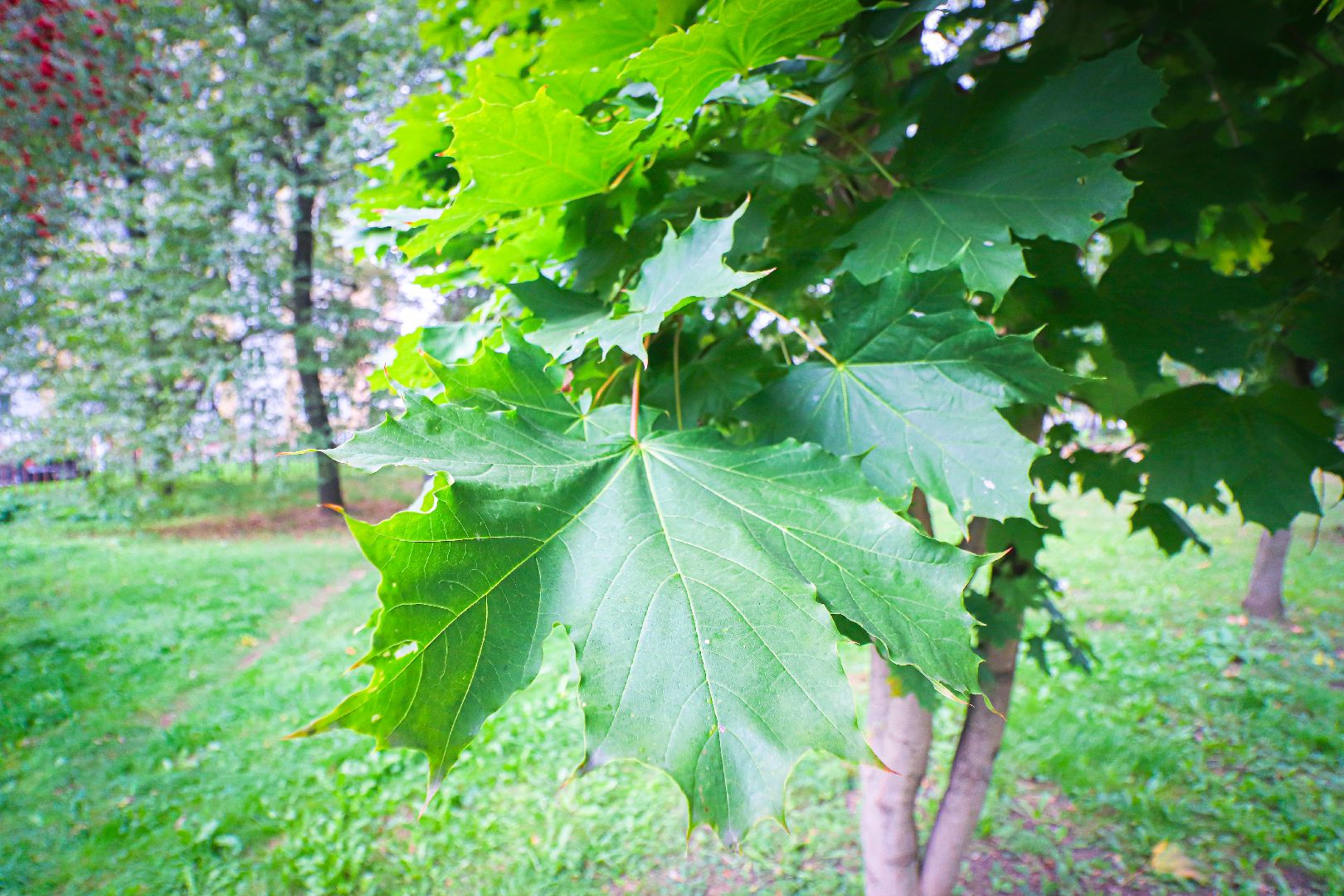 клин, общество, благоустройство, новые скверы, подмосковье,