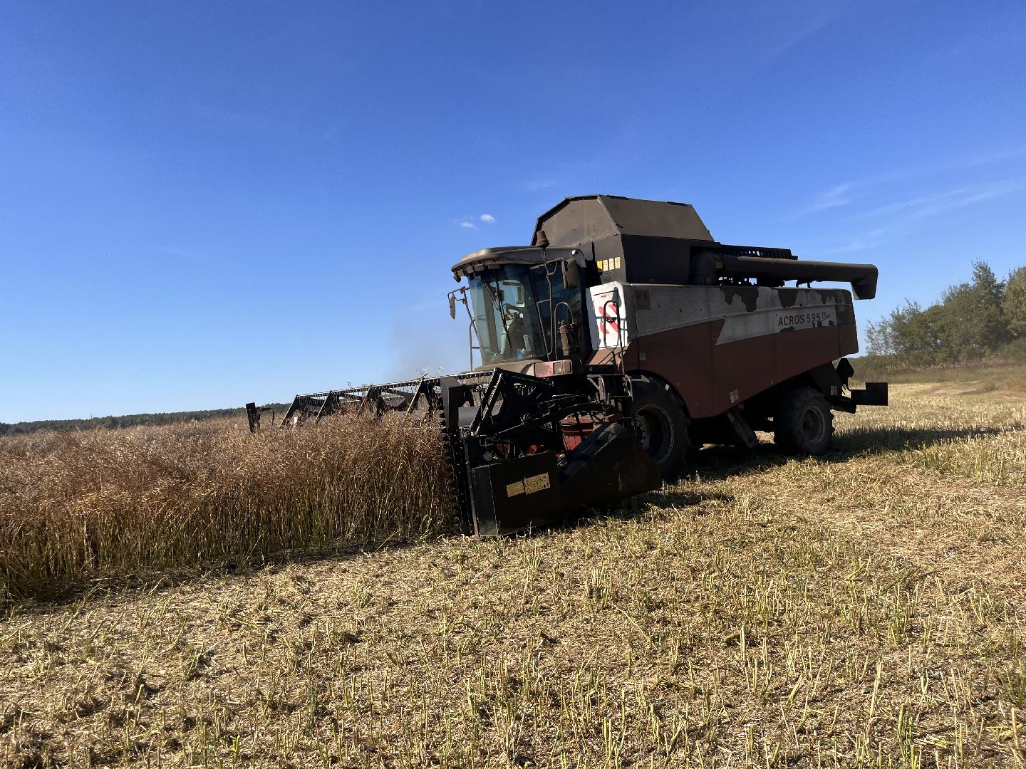шатура, пышлицы, сбор урожая, Сбор рапса, шатура новости, сельское хозяйство, сельскоехозяйствоподмосковья,