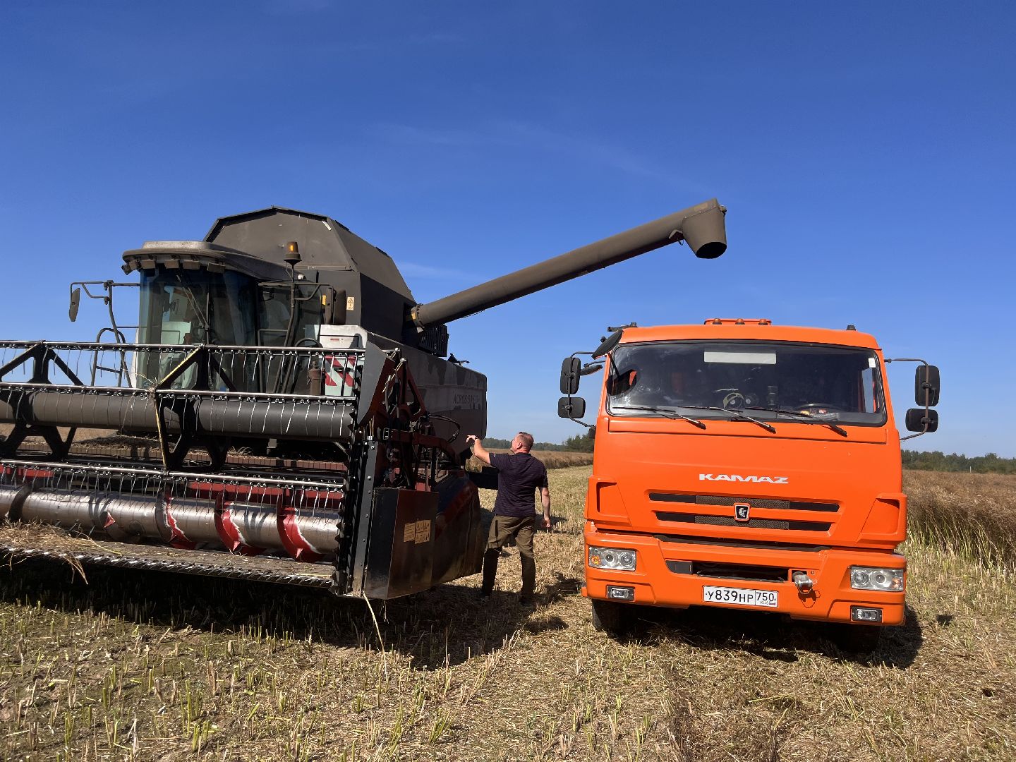 шатура, пышлицы, сбор урожая, Сбор рапса, шатура новости, сельское хозяйство, сельскоехозяйствоподмосковья,