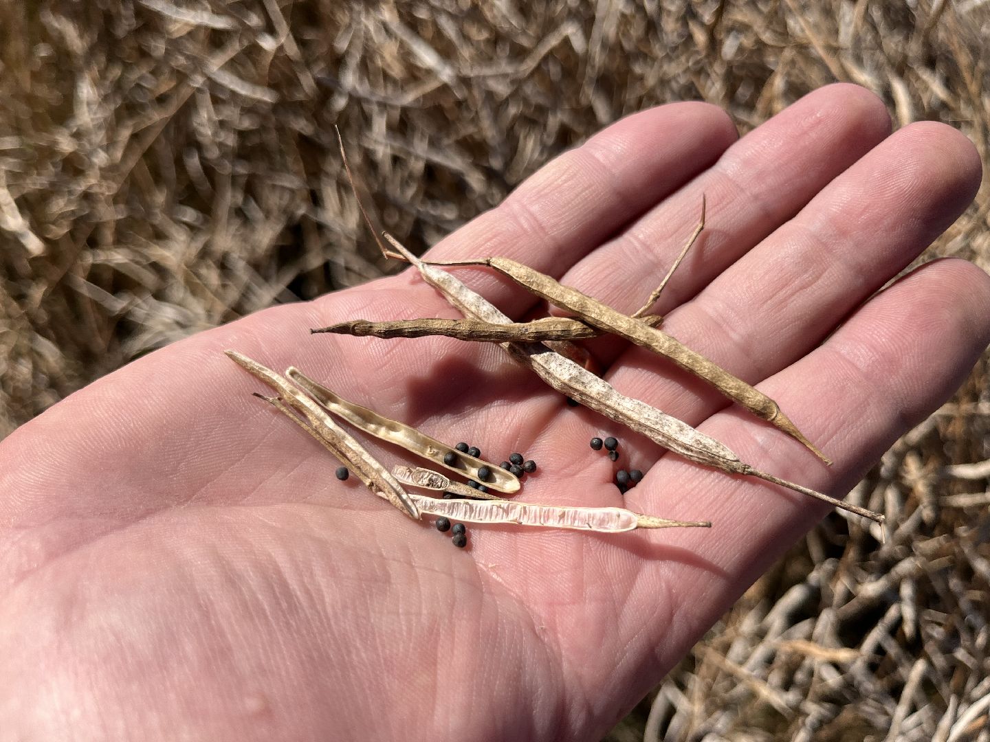 шатура, пышлицы, сбор урожая, Сбор рапса, шатура новости, сельское хозяйство, сельскоехозяйствоподмосковья,