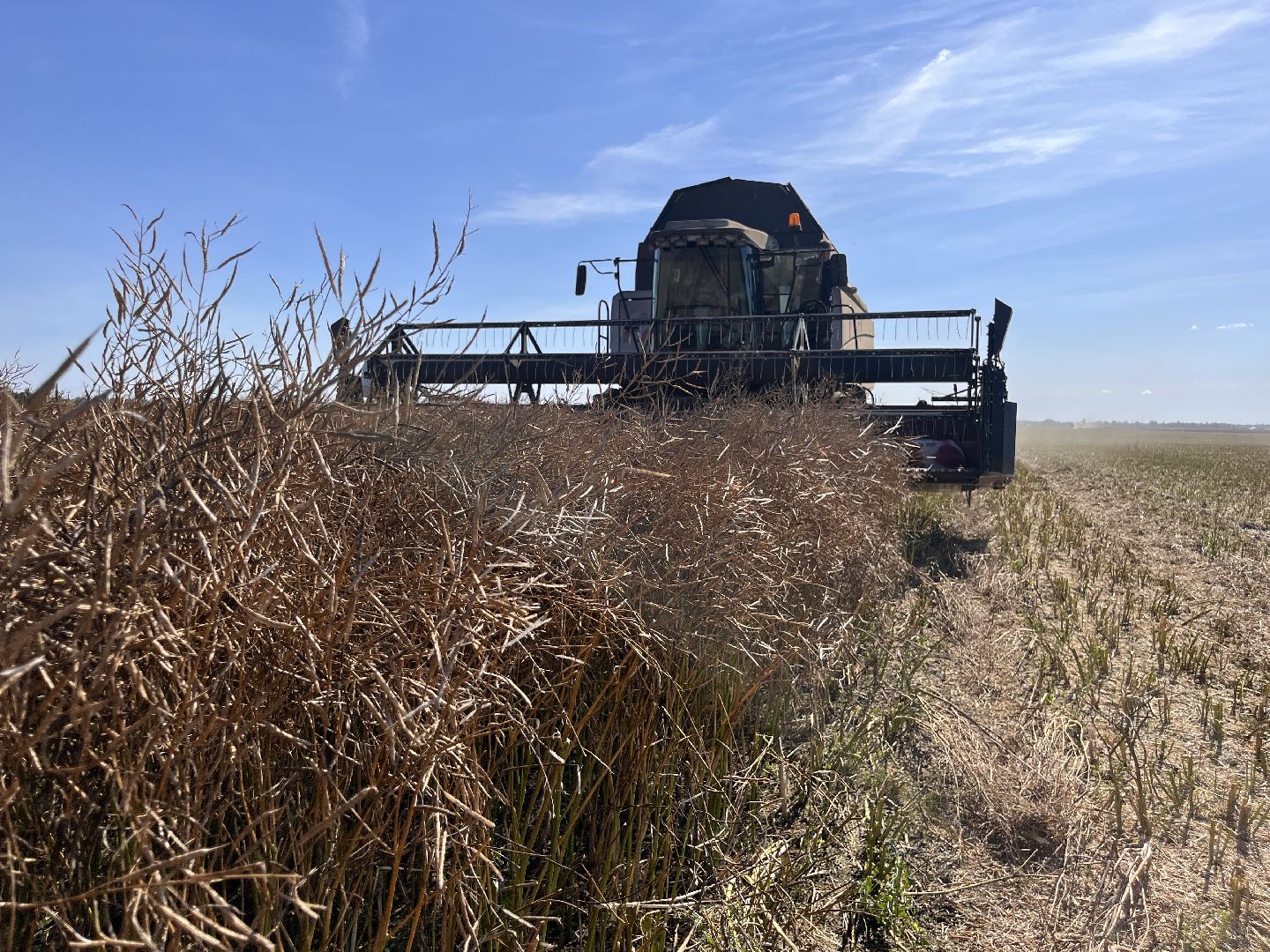 шатура, пышлицы, сбор урожая, Сбор рапса, шатура новости, сельское хозяйство, сельскоехозяйствоподмосковья,