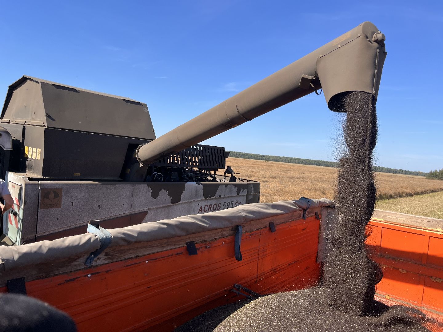 шатура, пышлицы, сбор урожая, Сбор рапса, шатура новости, сельское хозяйство, сельскоехозяйствоподмосковья,