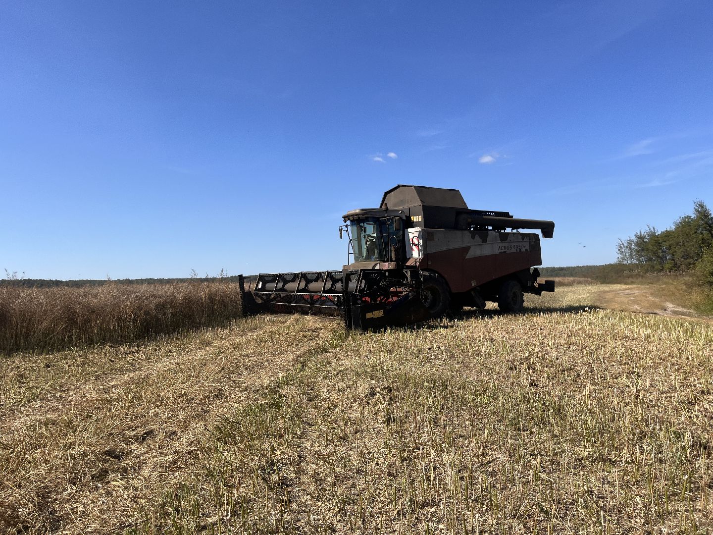 шатура, пышлицы, сбор урожая, Сбор рапса, шатура новости, сельское хозяйство, сельскоехозяйствоподмосковья,