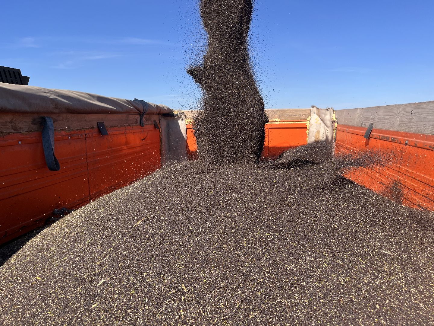 шатура, пышлицы, сбор урожая, Сбор рапса, шатура новости, сельское хозяйство, сельскоехозяйствоподмосковья,