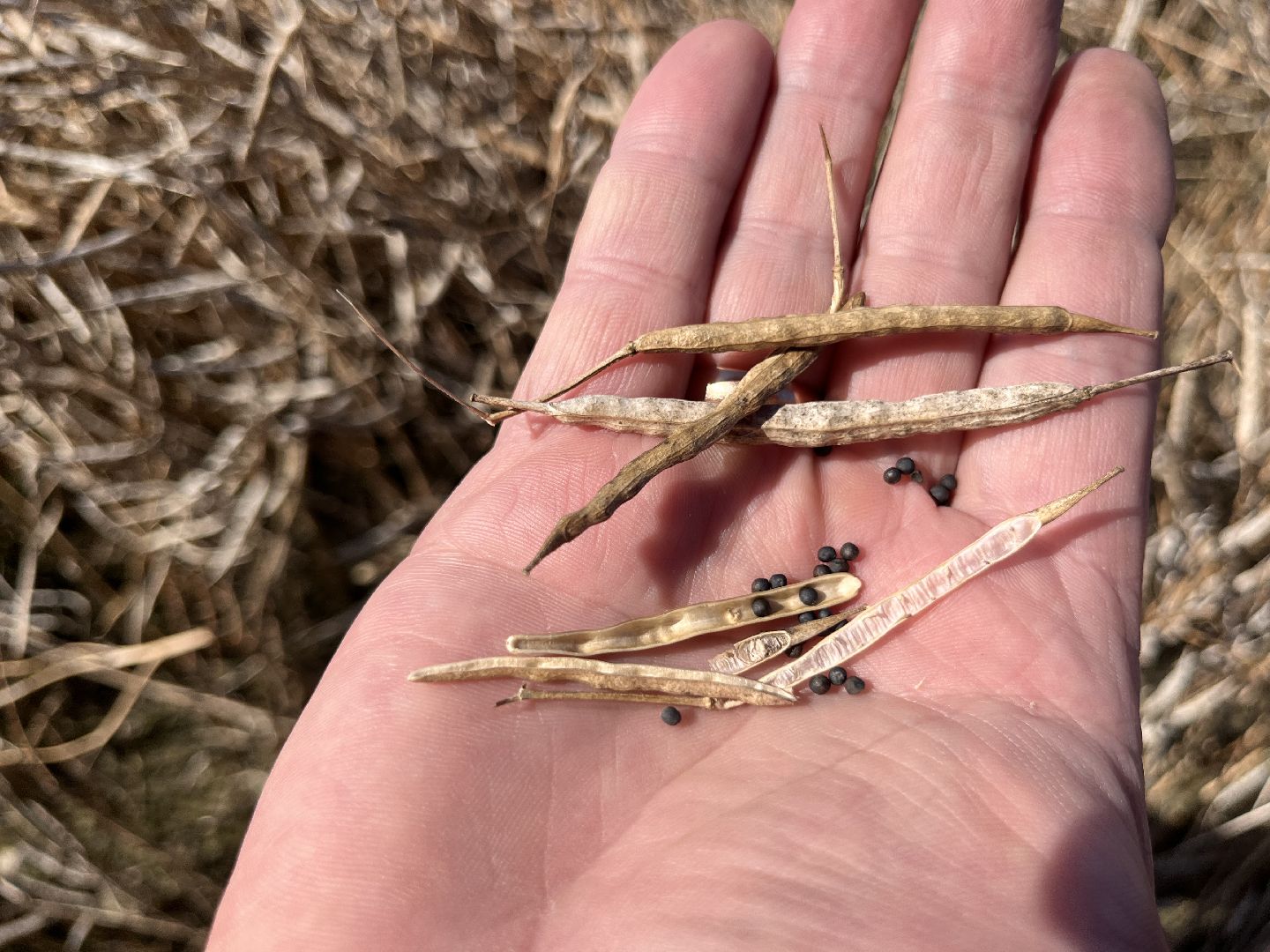 шатура, пышлицы, сбор урожая, Сбор рапса, шатура новости, сельское хозяйство, сельскоехозяйствоподмосковья,