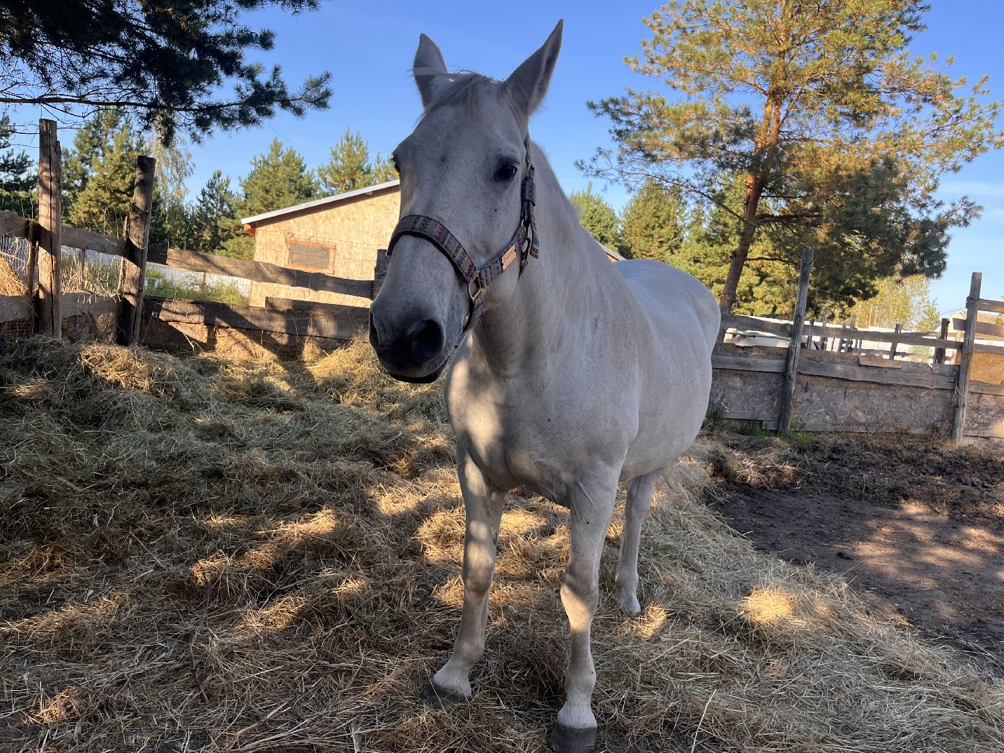 шатура, помощь животным, лошади,