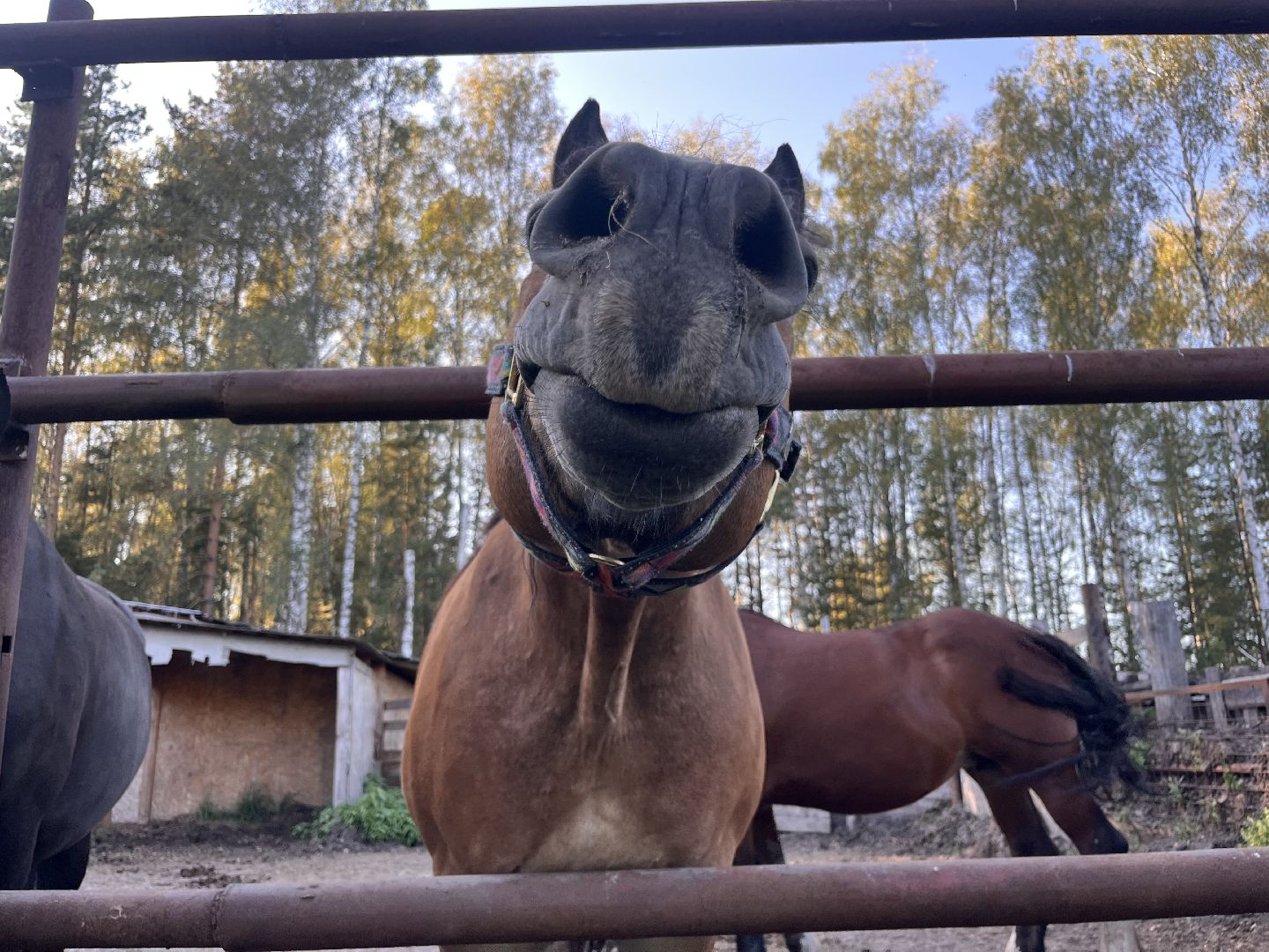 шатура, помощь животным, лошади,