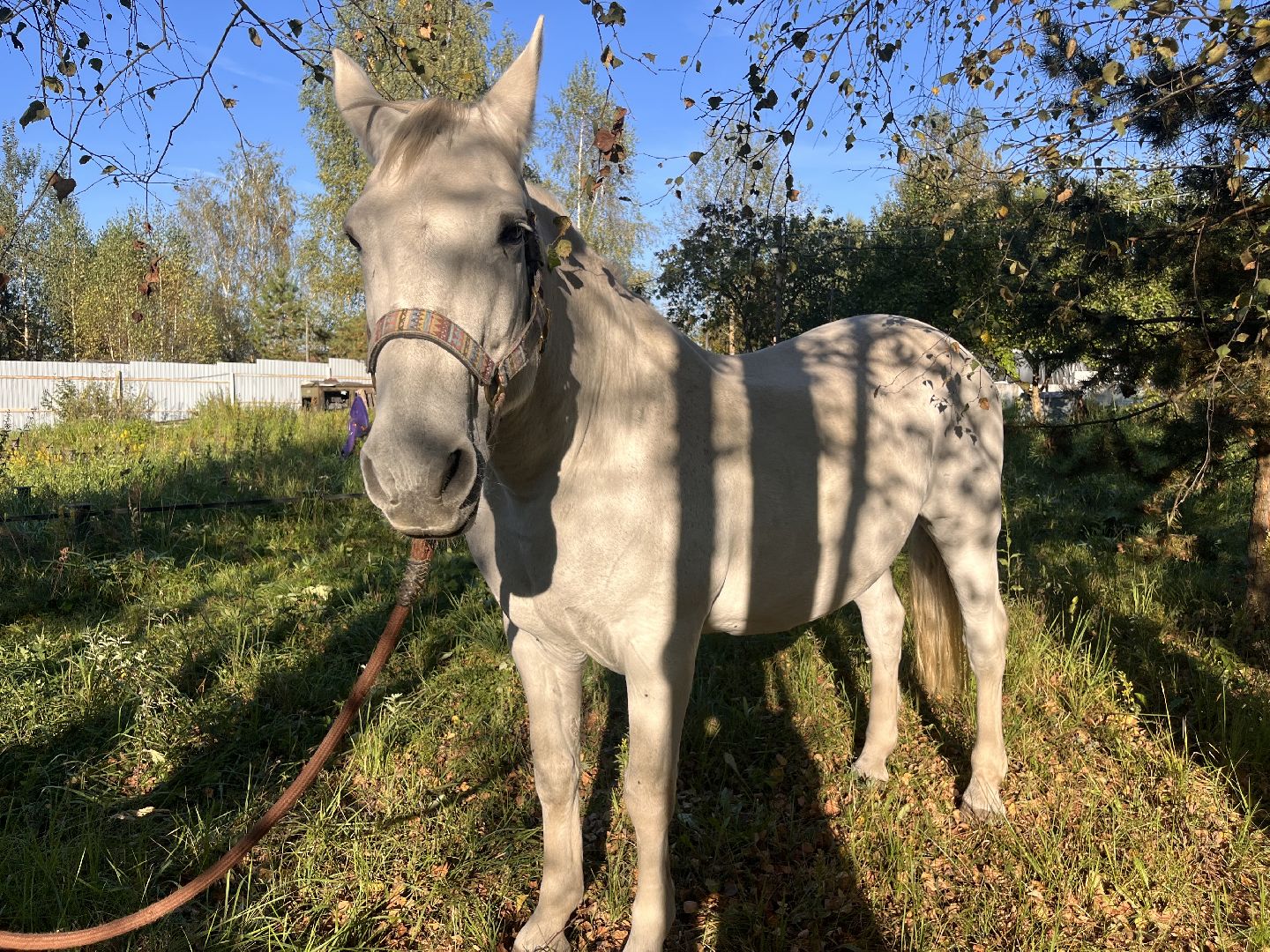 шатура, помощь животным, лошади,