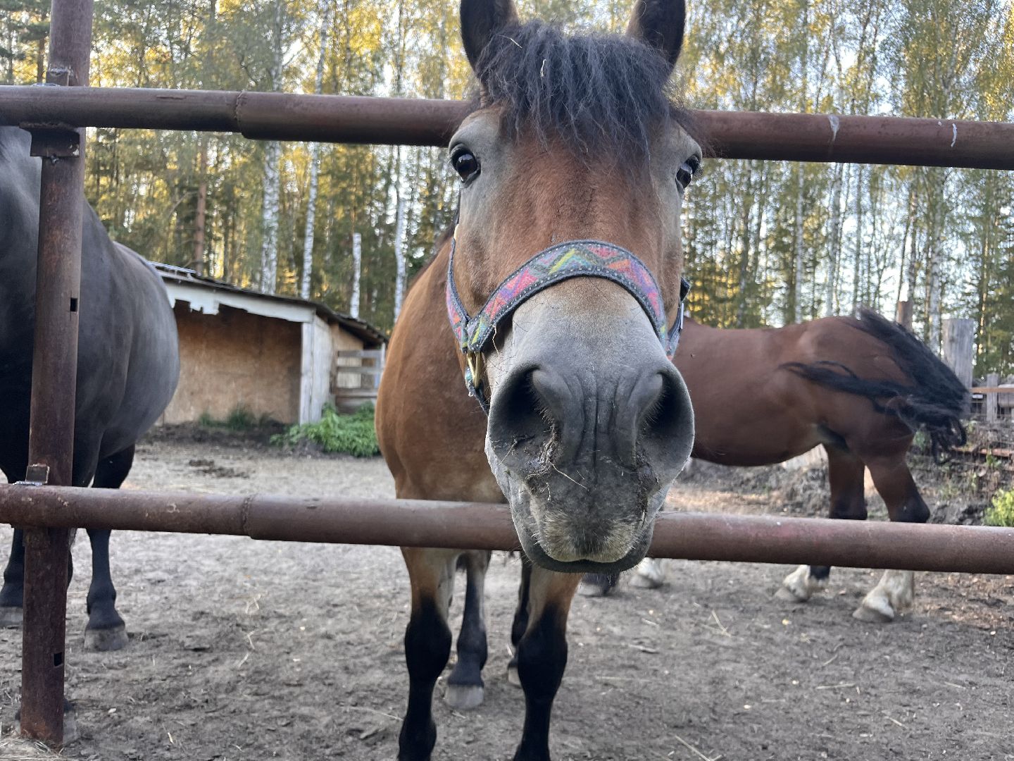 шатура, помощь животным, лошади,