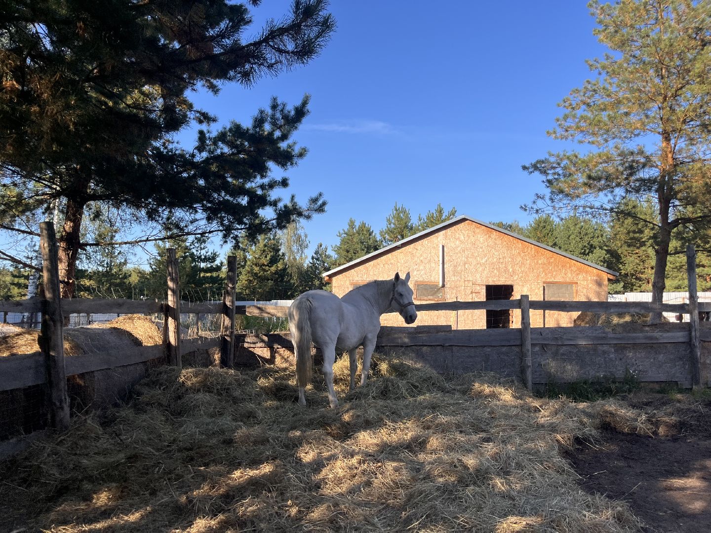 шатура, помощь животным, лошади,