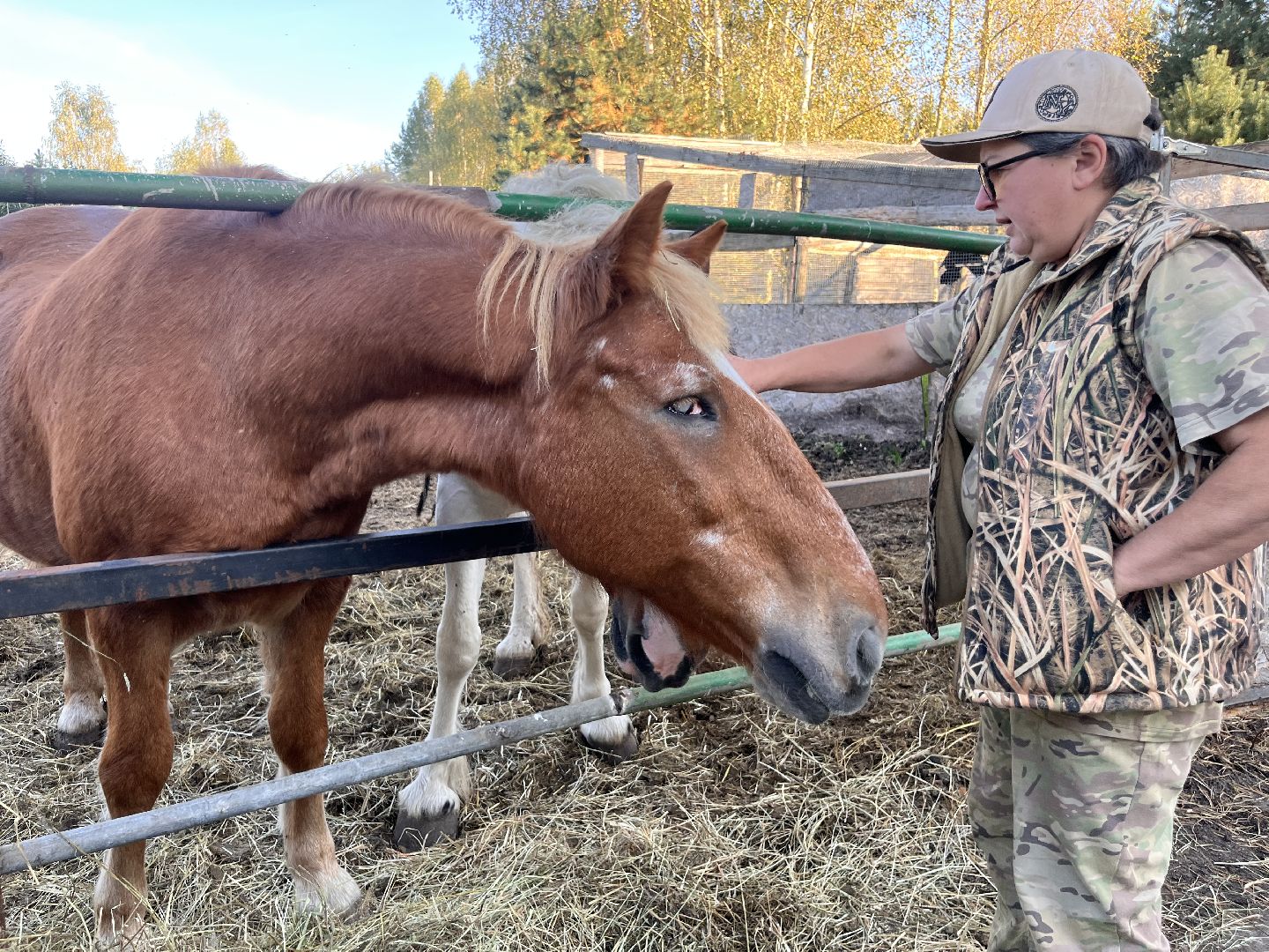 шатура, помощь животным, лошади,