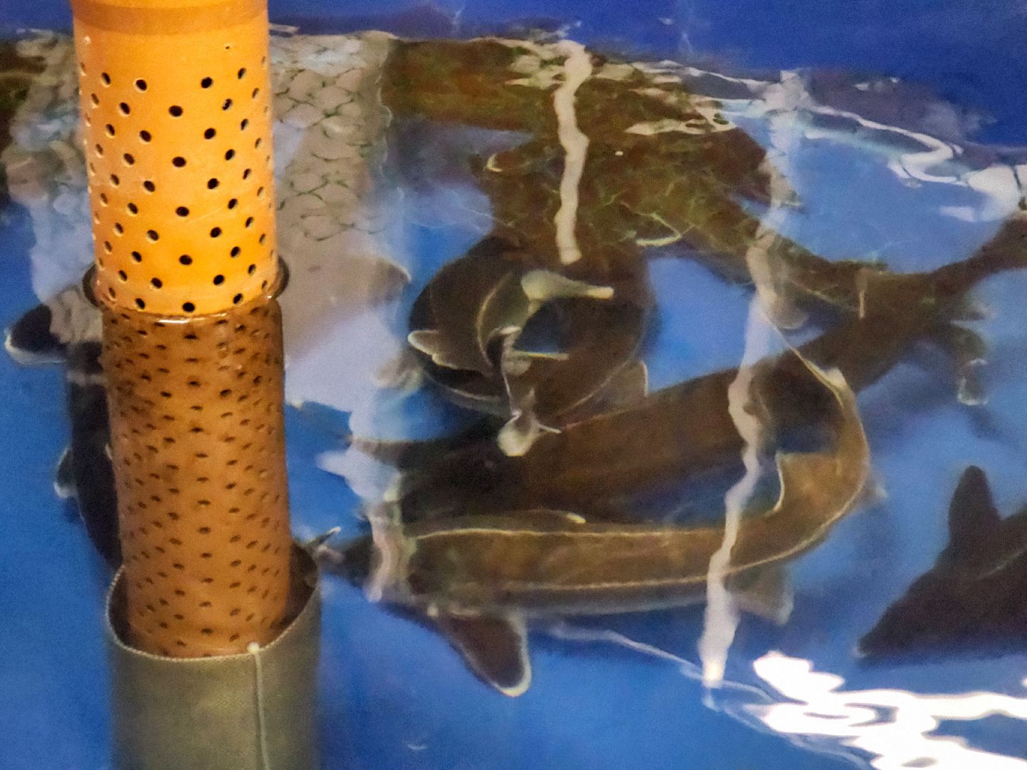 Подольск, виж им эрнста, Выборы, Голосование, Молодая семья, Социальная ипотека, Ученые,