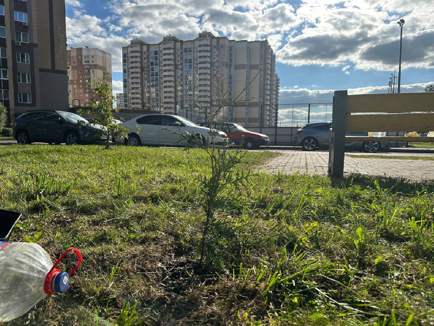 сохраним лес вместе, домодедово, озеленение,