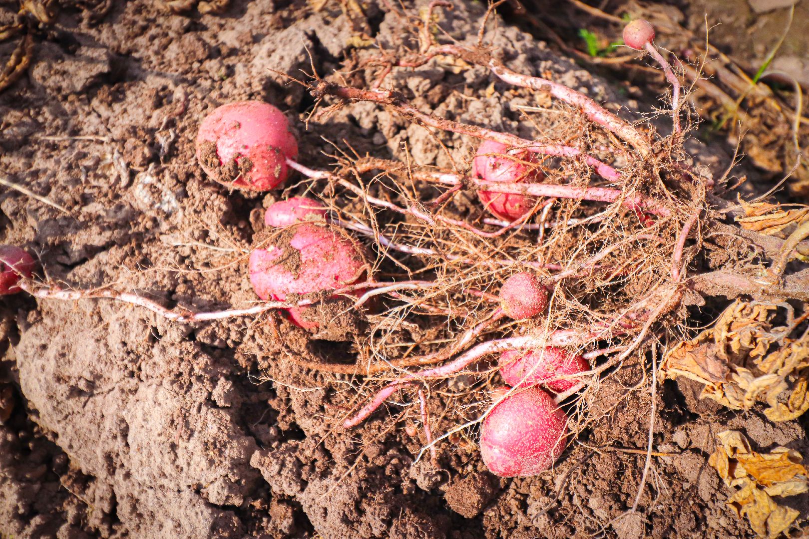 клин, общество, экономика, сельское хозяйство, картофель, новые поля,