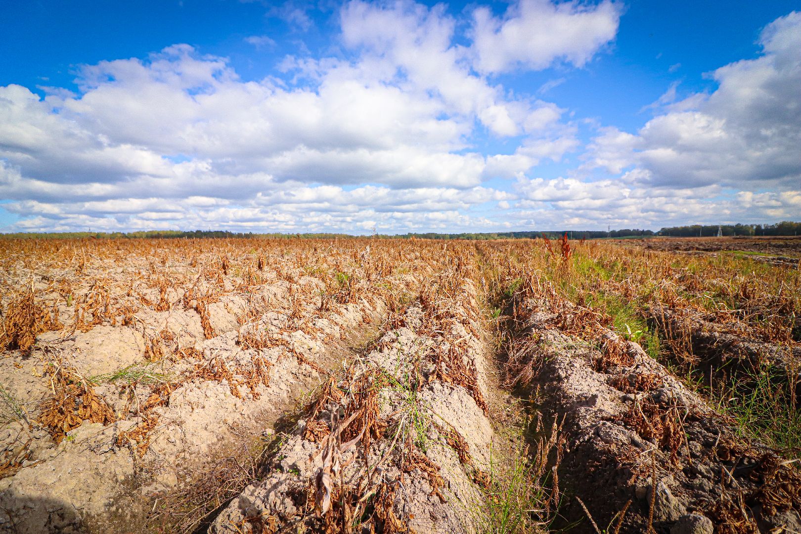 клин, общество, экономика, сельское хозяйство, картофель, новые поля,