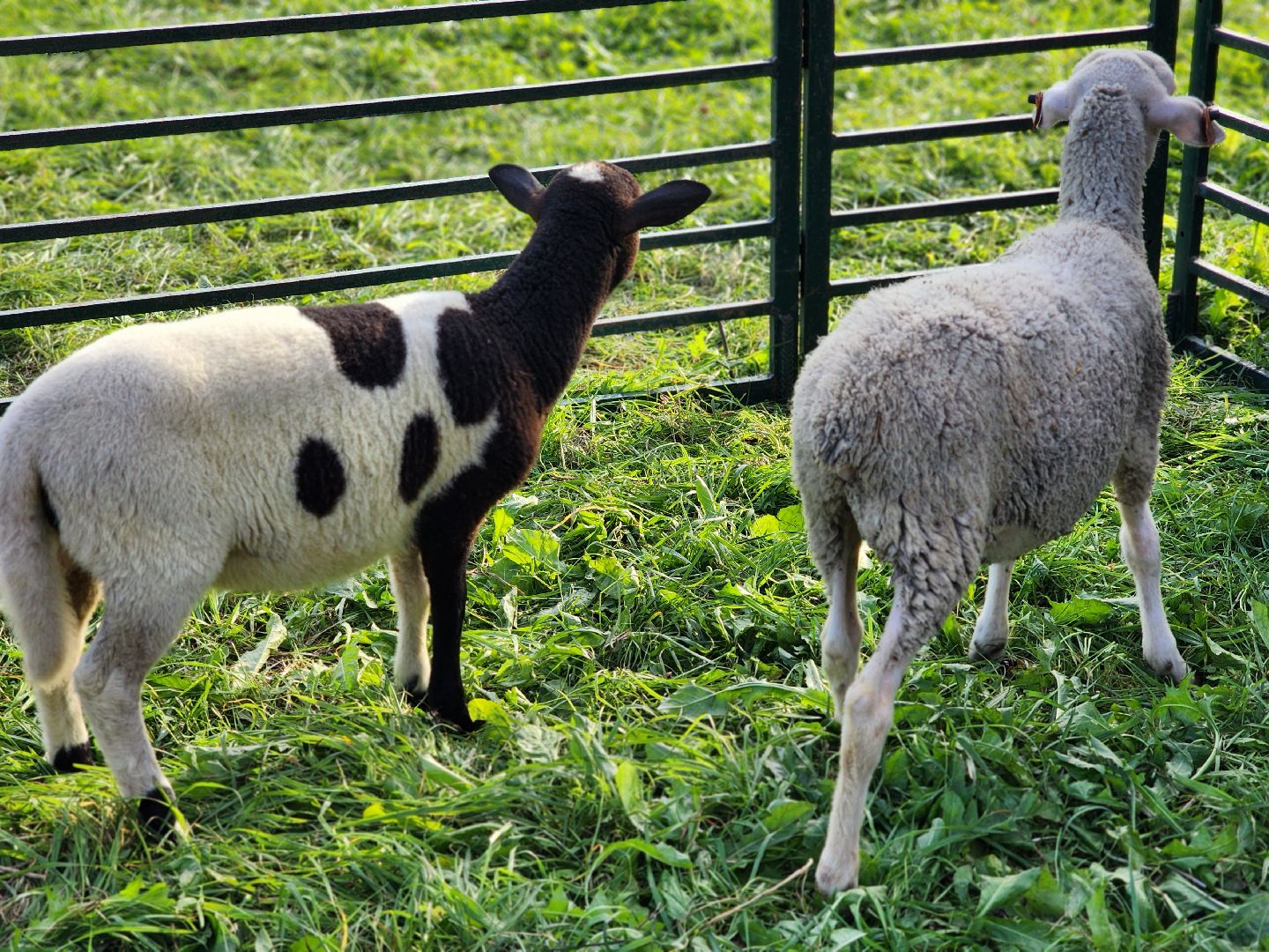 мураново, музей-усадьба мураново, аксаковская уха, гастрономический фестиваль, василий бегинин, александр богатырев,пушкинский городской округ,