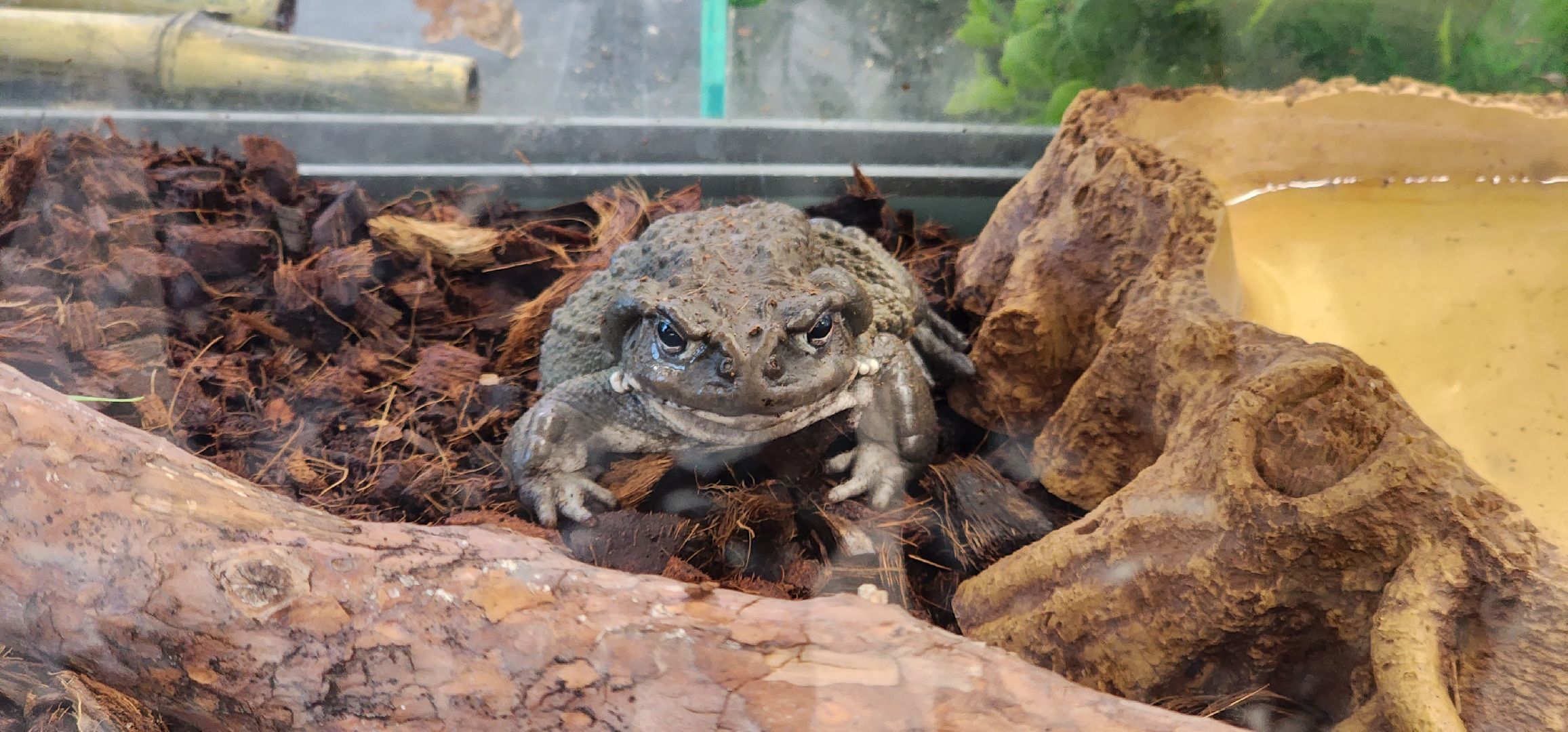 технопарк, долгопрудный, физтех-лицей, кружки, интенсив, детские лабраторатории, динозавры,