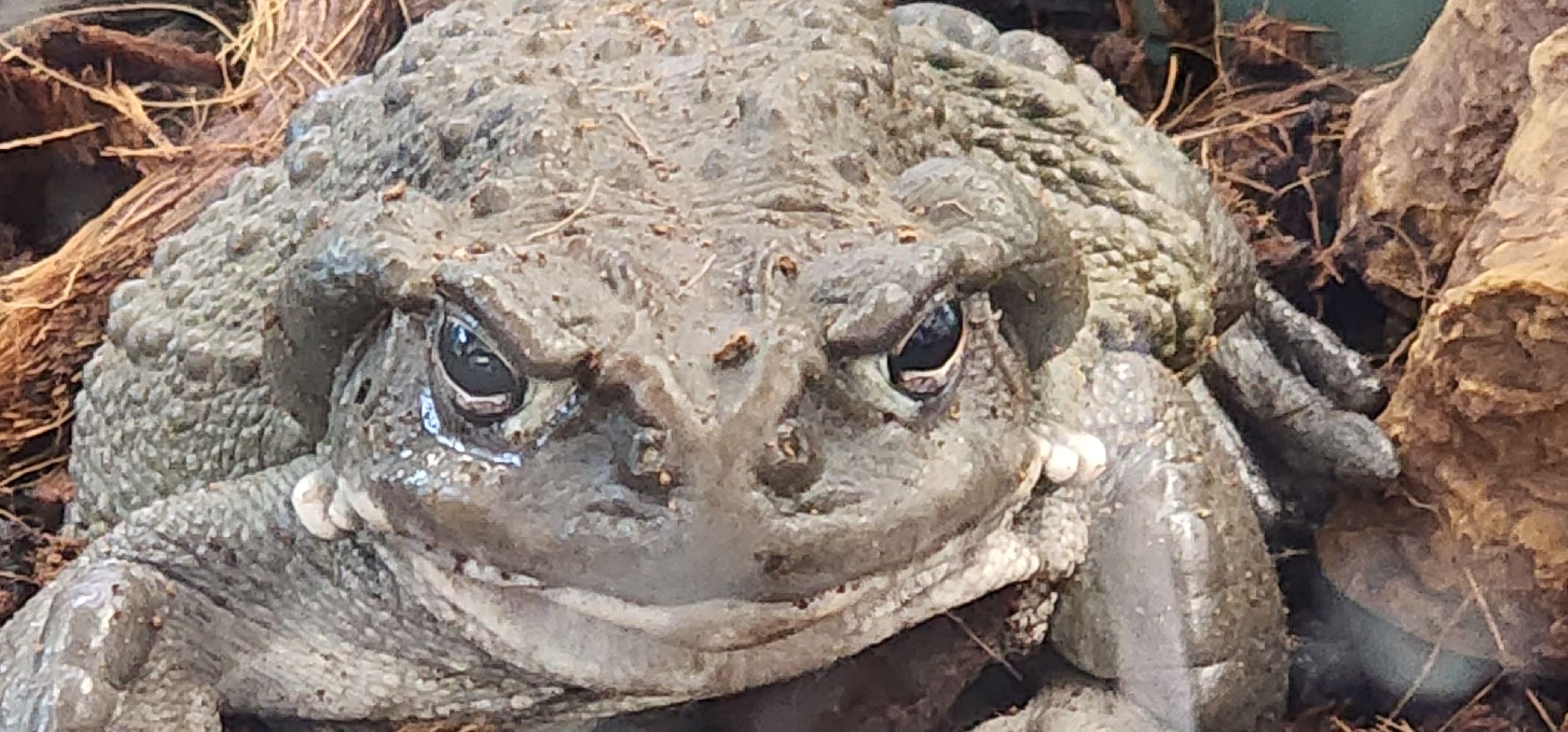 технопарк, долгопрудный, физтех-лицей, кружки, интенсив, детские лабраторатории, динозавры,