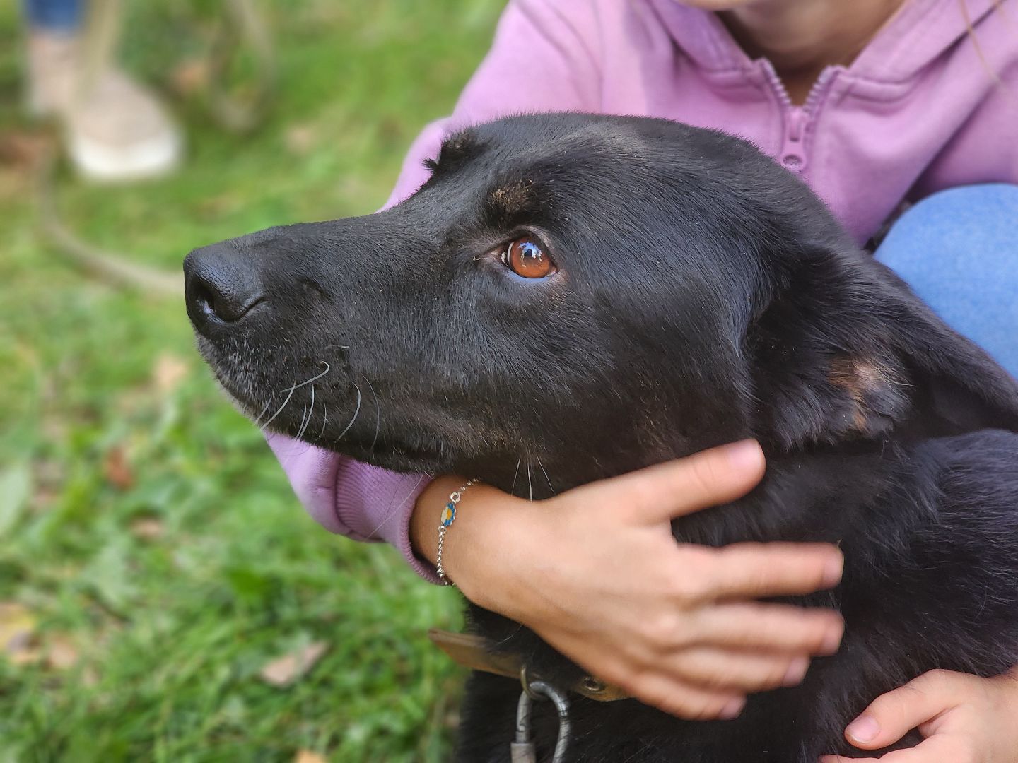 королев, день города королев, зоо дом,