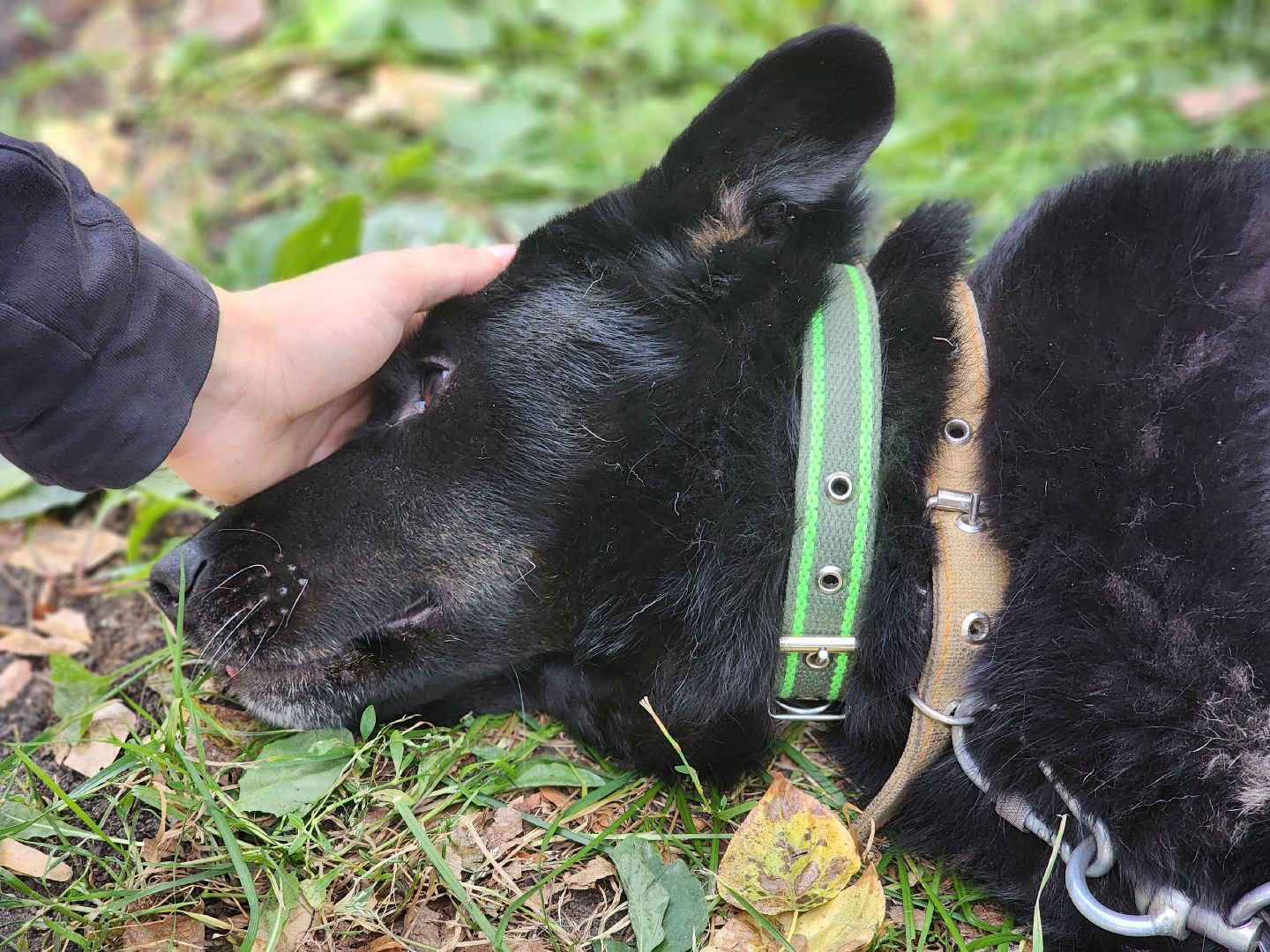 королев, день города королев, зоо дом,