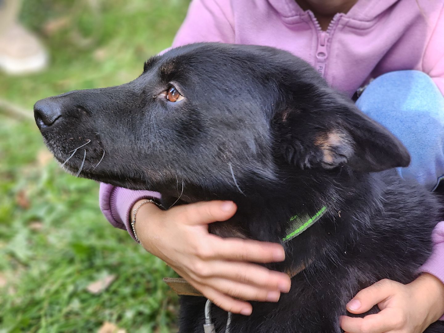 королев, день города королев, зоо дом,