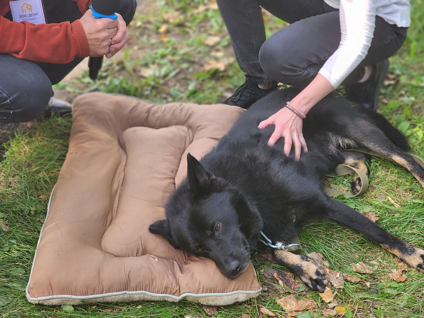 королев, день города королев, зоо дом,