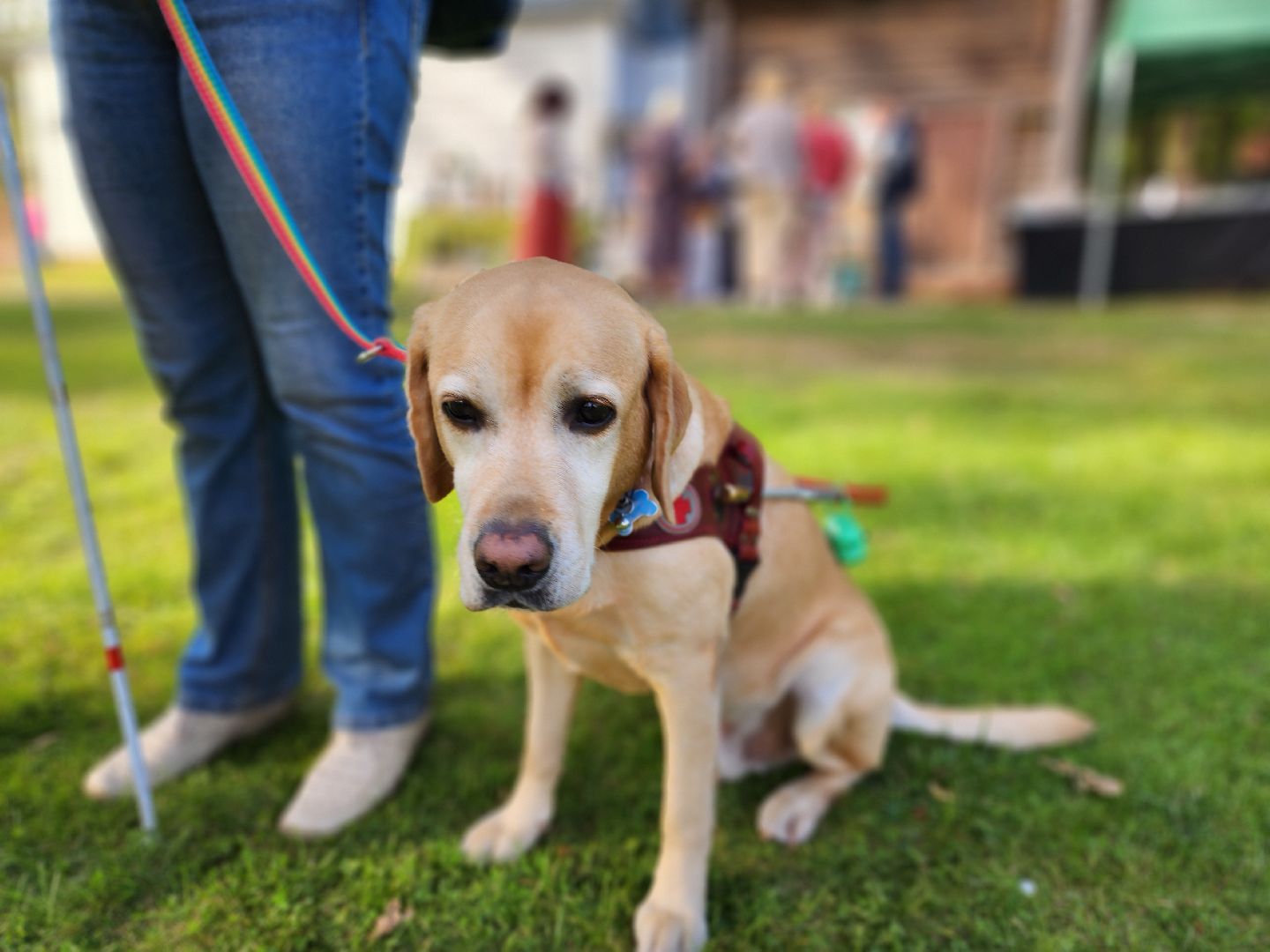 мураново, музей-усадьба мураново, мудрый пес, светлана телицына, собака-поводырь, аксаковская уха, гастрономический фестиваль,пушкинский городской округ,