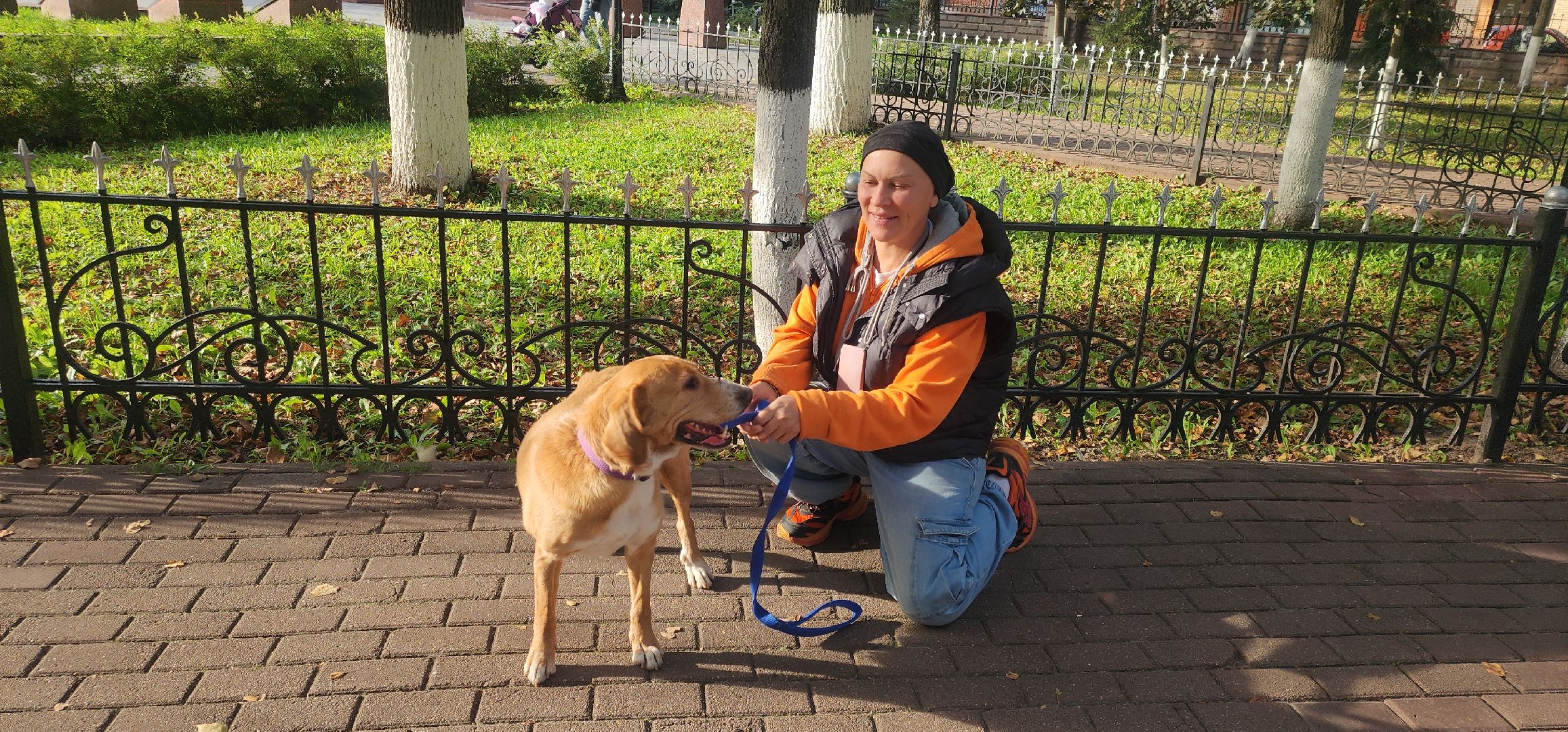 Общество , Зооволонтеры , Выставка кошек и собак, Животные ,