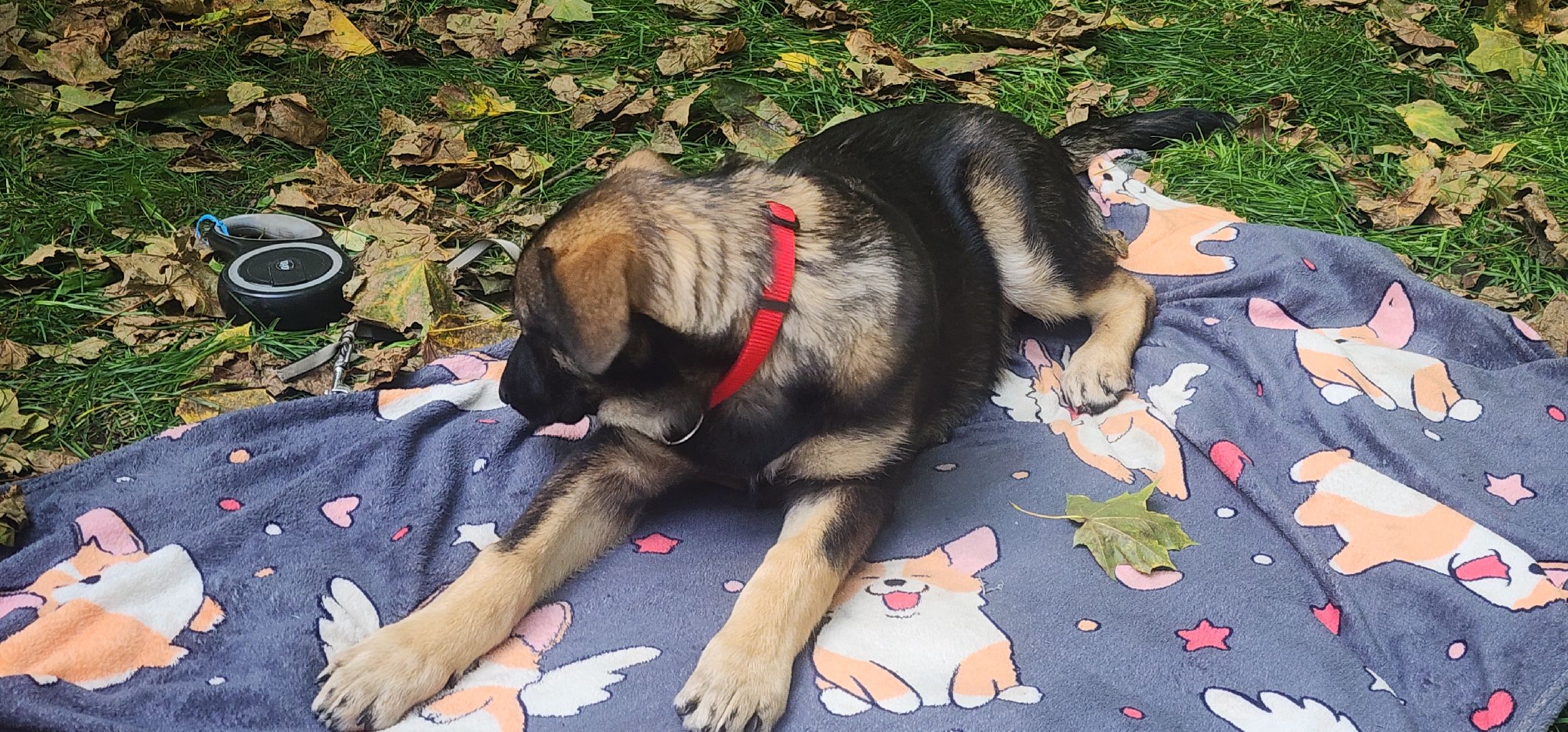 Общество , Зооволонтеры , Выставка кошек и собак, Животные ,